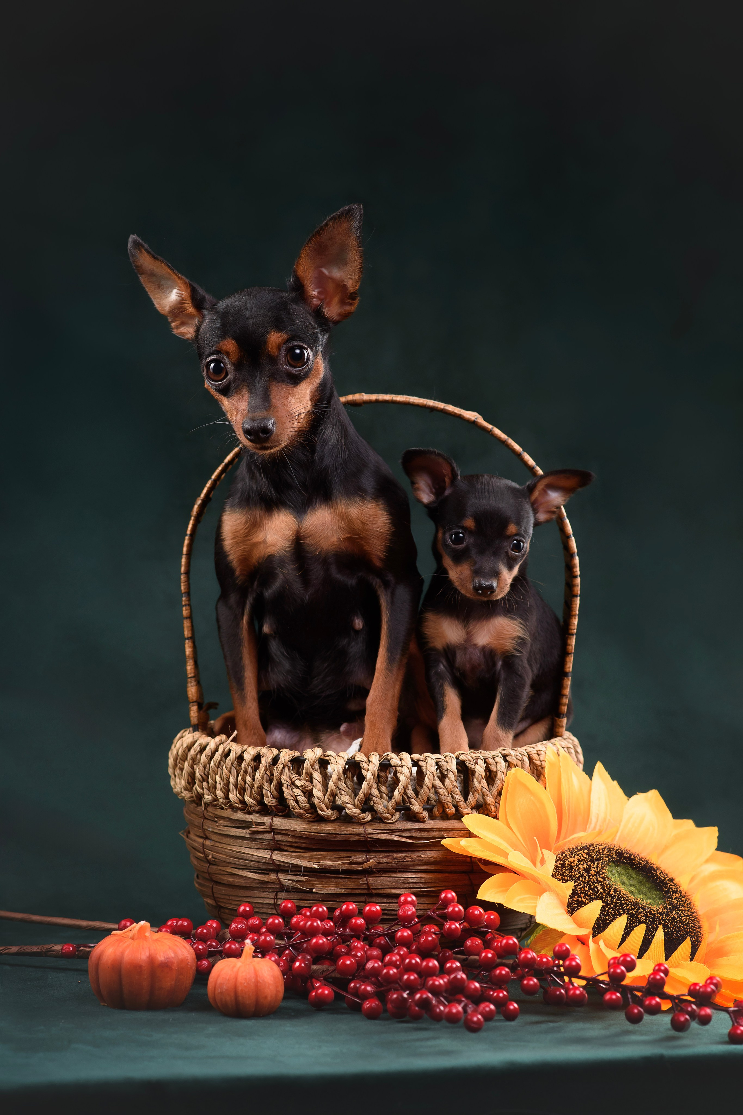 Щенки Пражского крысарика — 19.10.2025. Фотограф — Анималист | Анна Абрамова