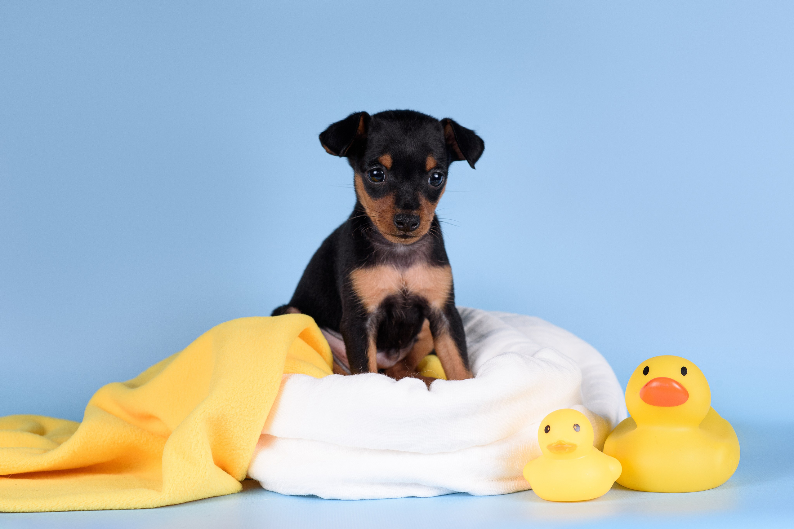 Щенки Пражских крысариков -13.04.2024. Фотограф — Анималист | Анна Абрамова