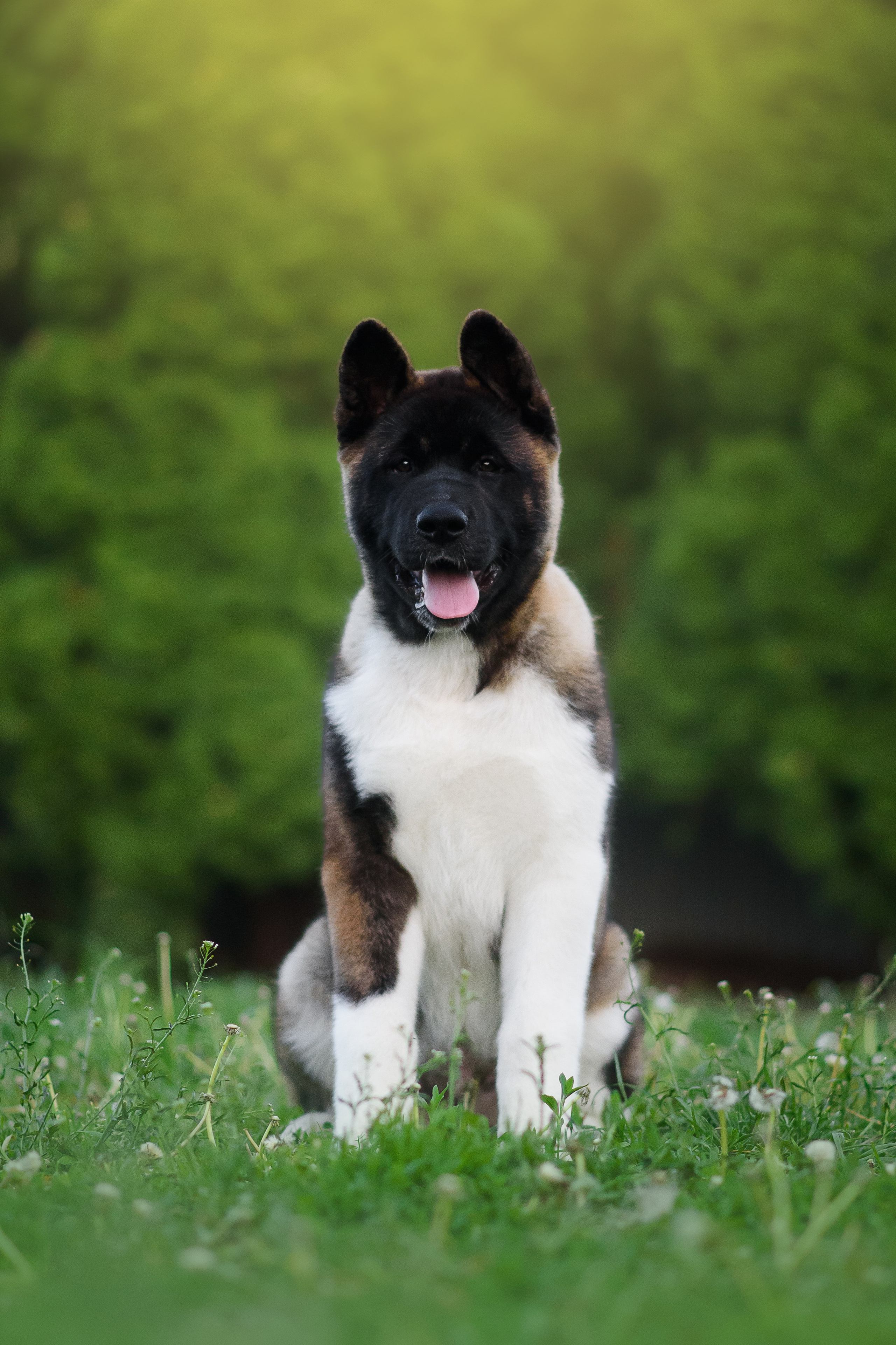 Байкер — 30.05.2024. Фотограф — Анималист | Анна Абрамова