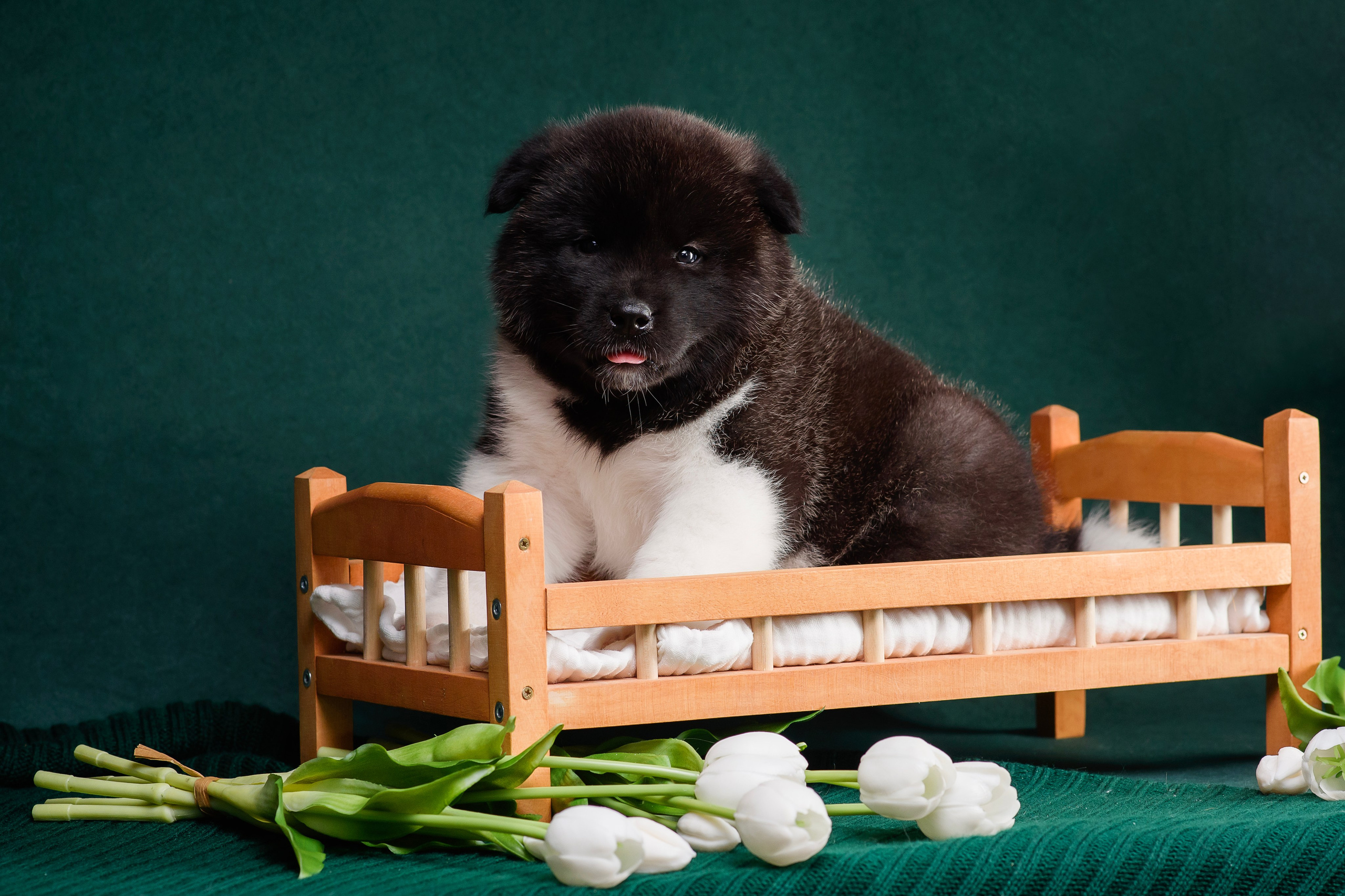 Щенки Американской Акиты. Фотограф — Анималист | Анна Абрамова