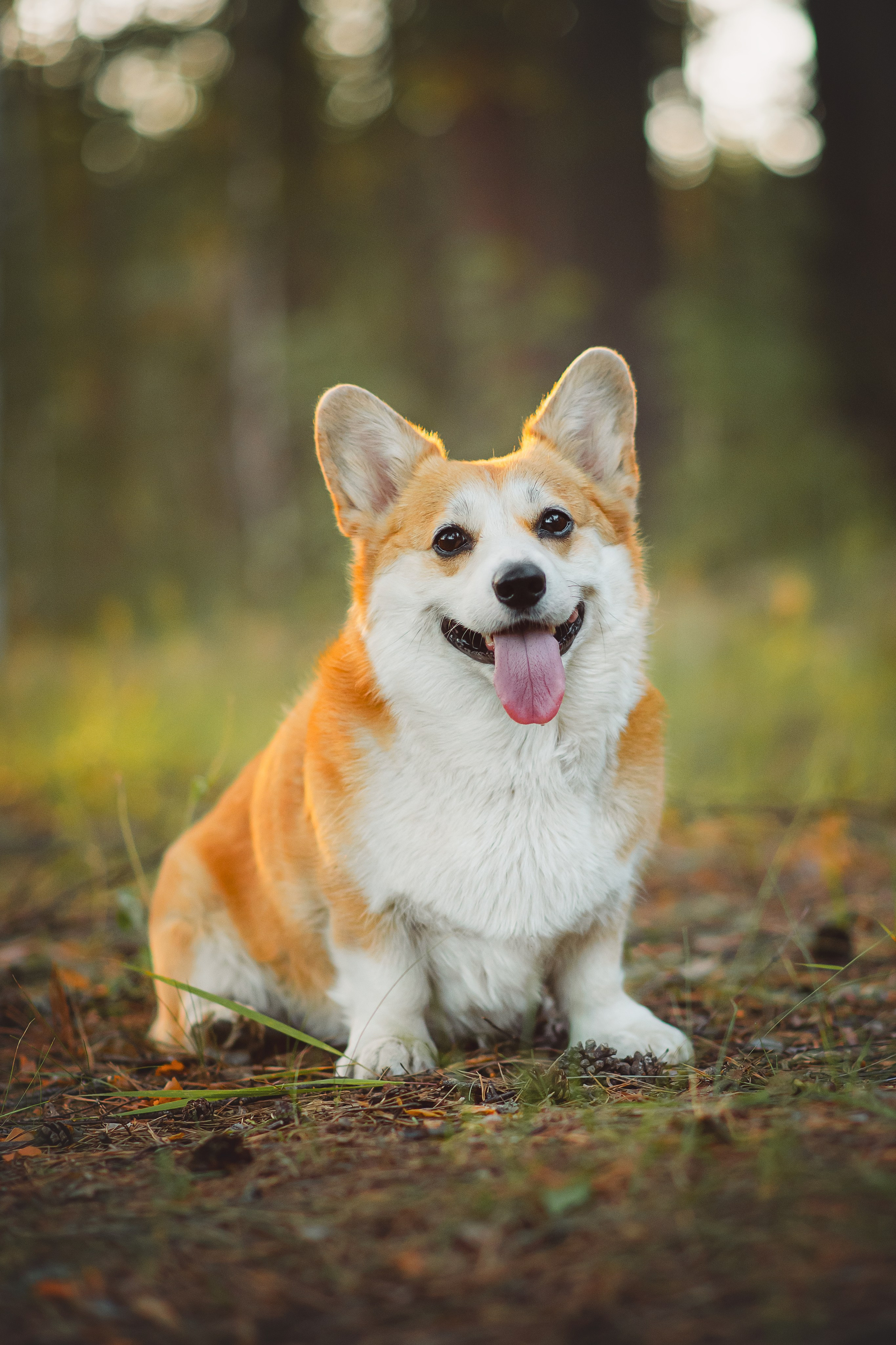 Лесная прогулка — 10.07.2024. Фотограф — Анималист | Анна Абрамова