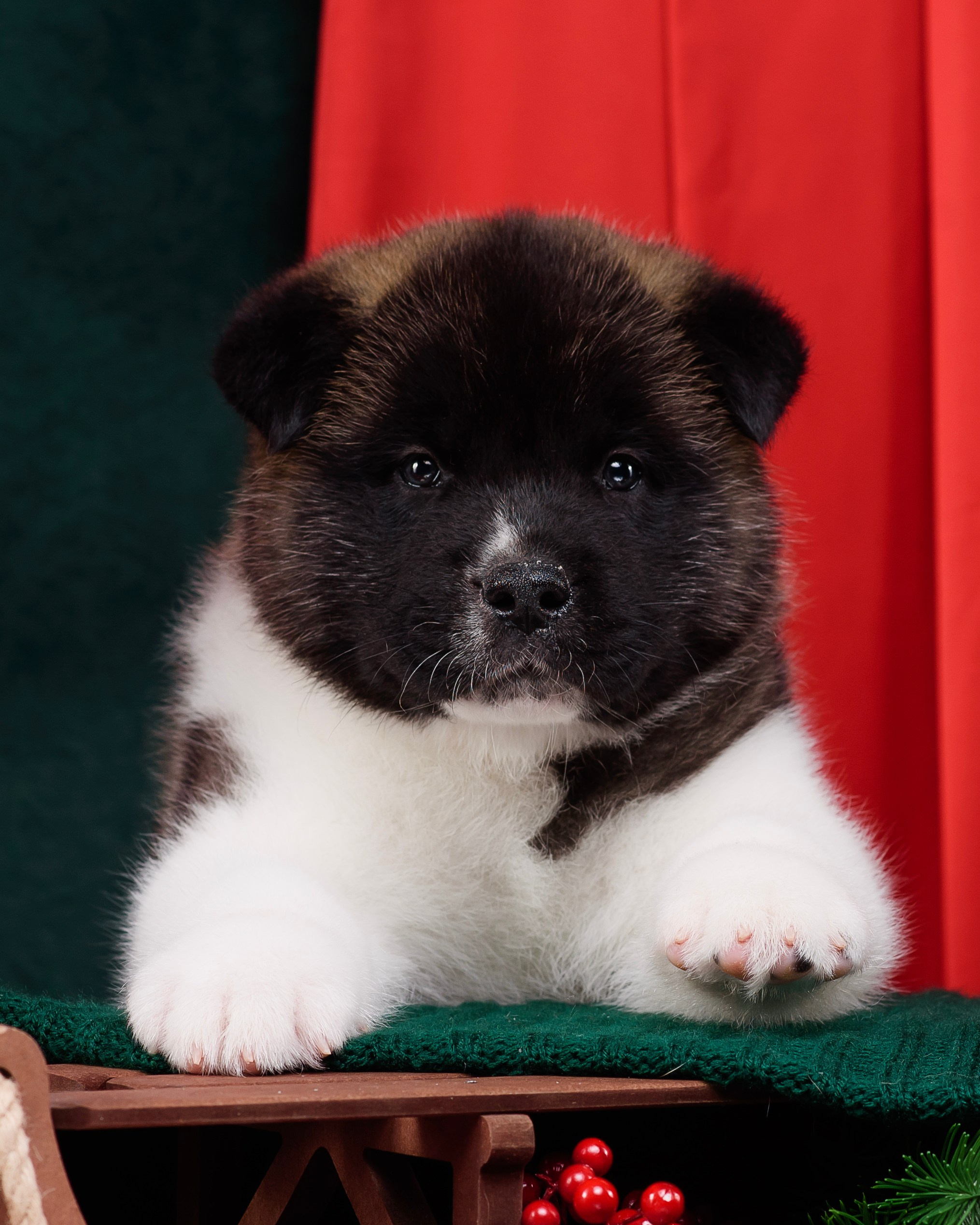 Щенки Американской Акиты. Фотограф — Анималист | Анна Абрамова