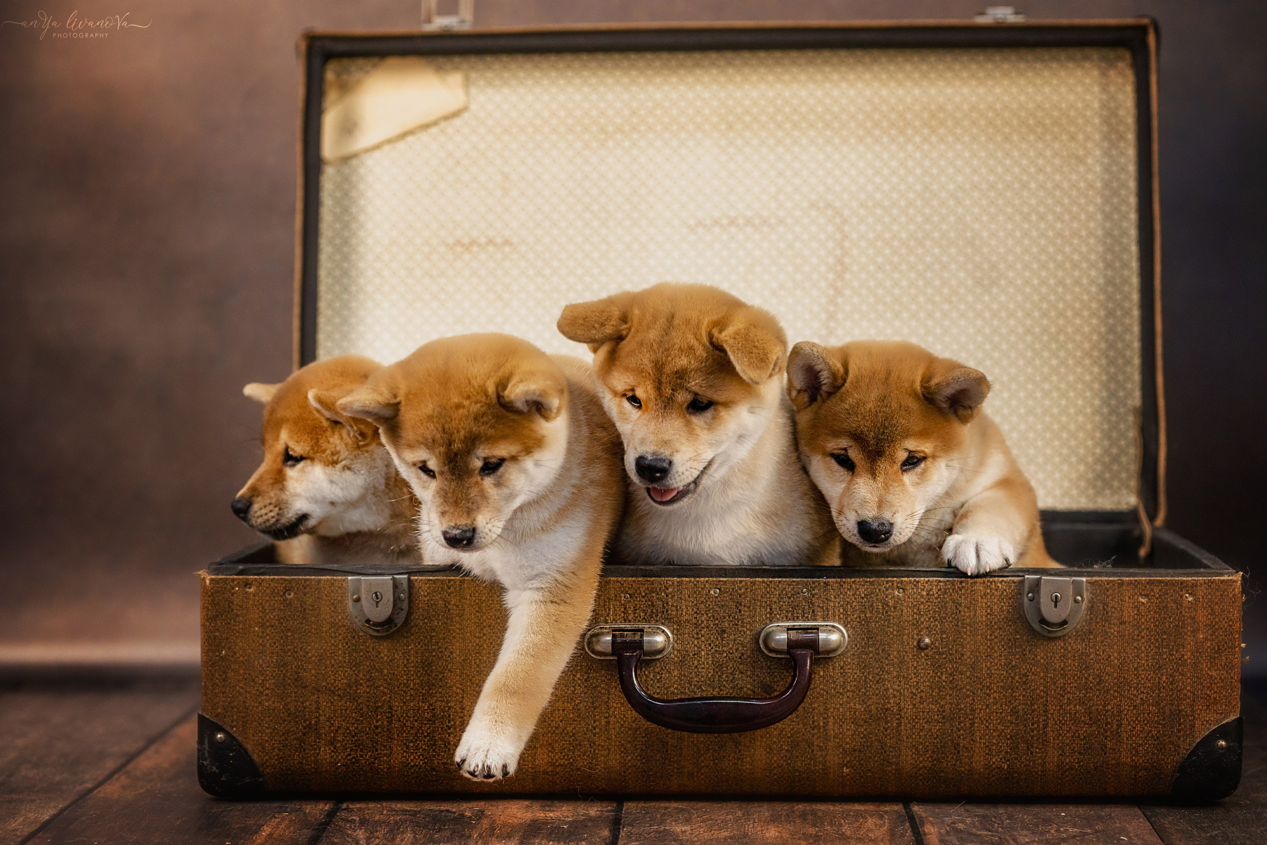 Сибушки. Фотограф анималист Аня Ливанова | Рыбинск