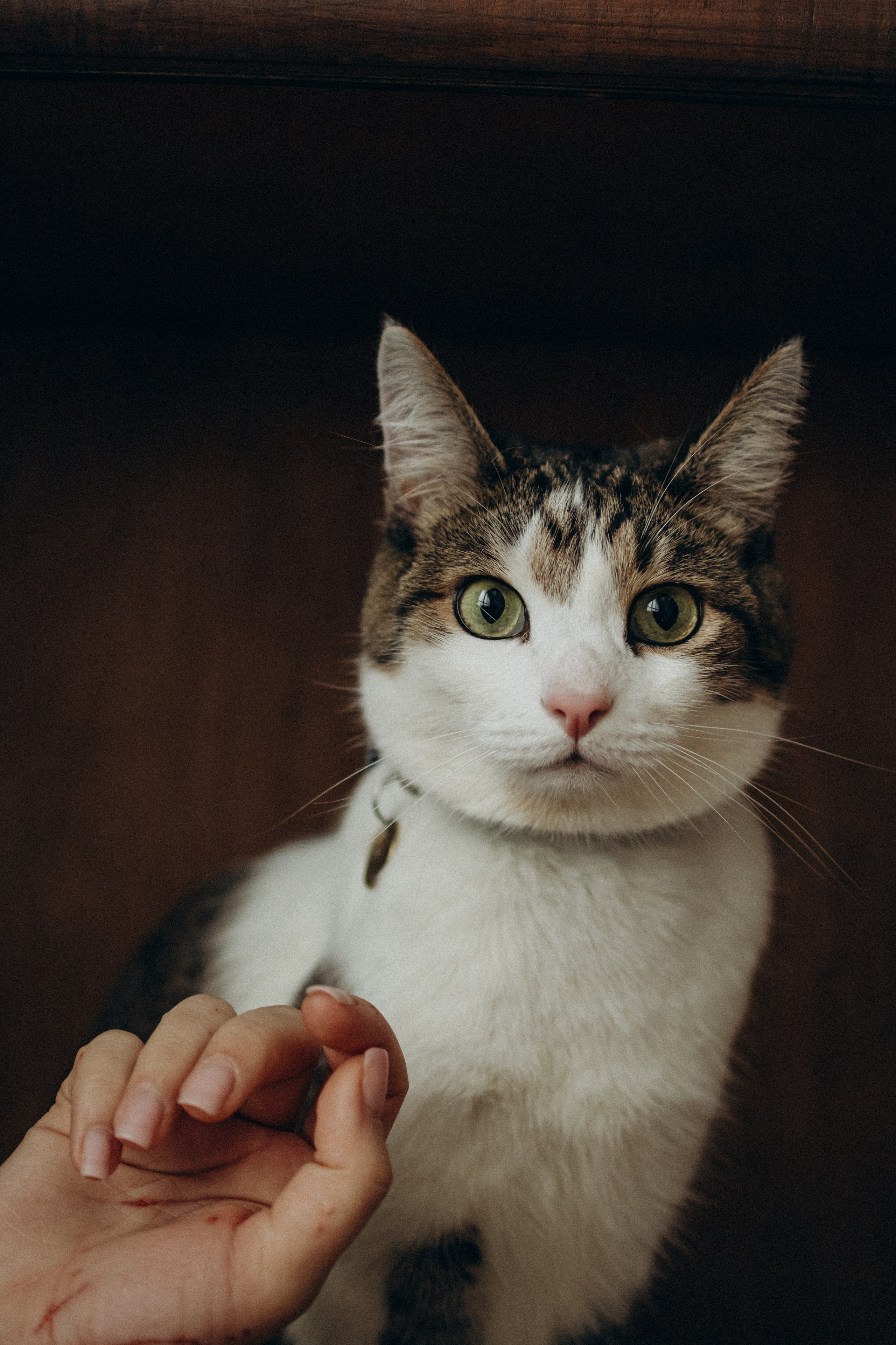 Ксюша и Яша. Фотораф — анималист Мария Шистка