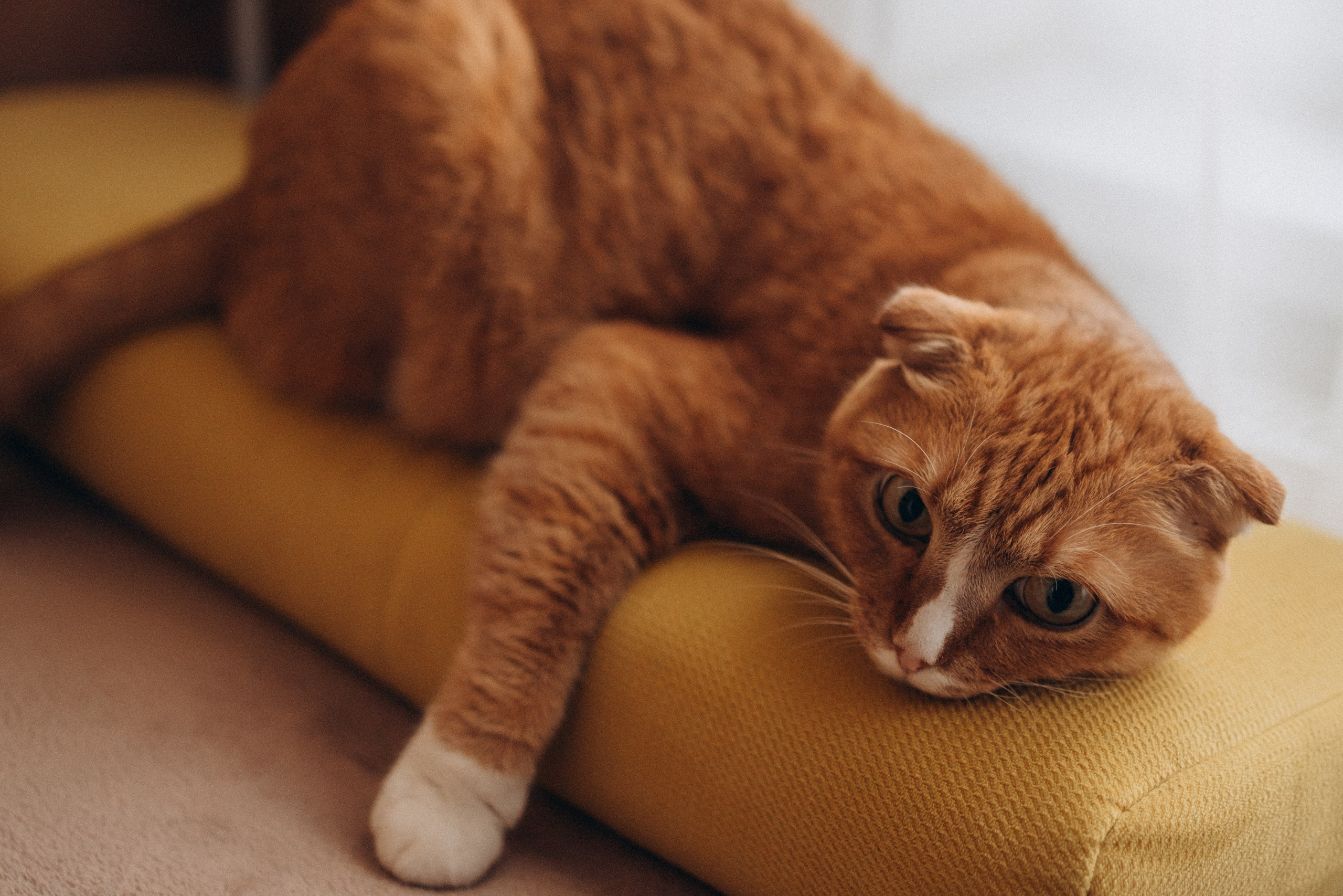 Ярику 2 года. Семейный и женский фотограф в Москве Коновалова Олеся