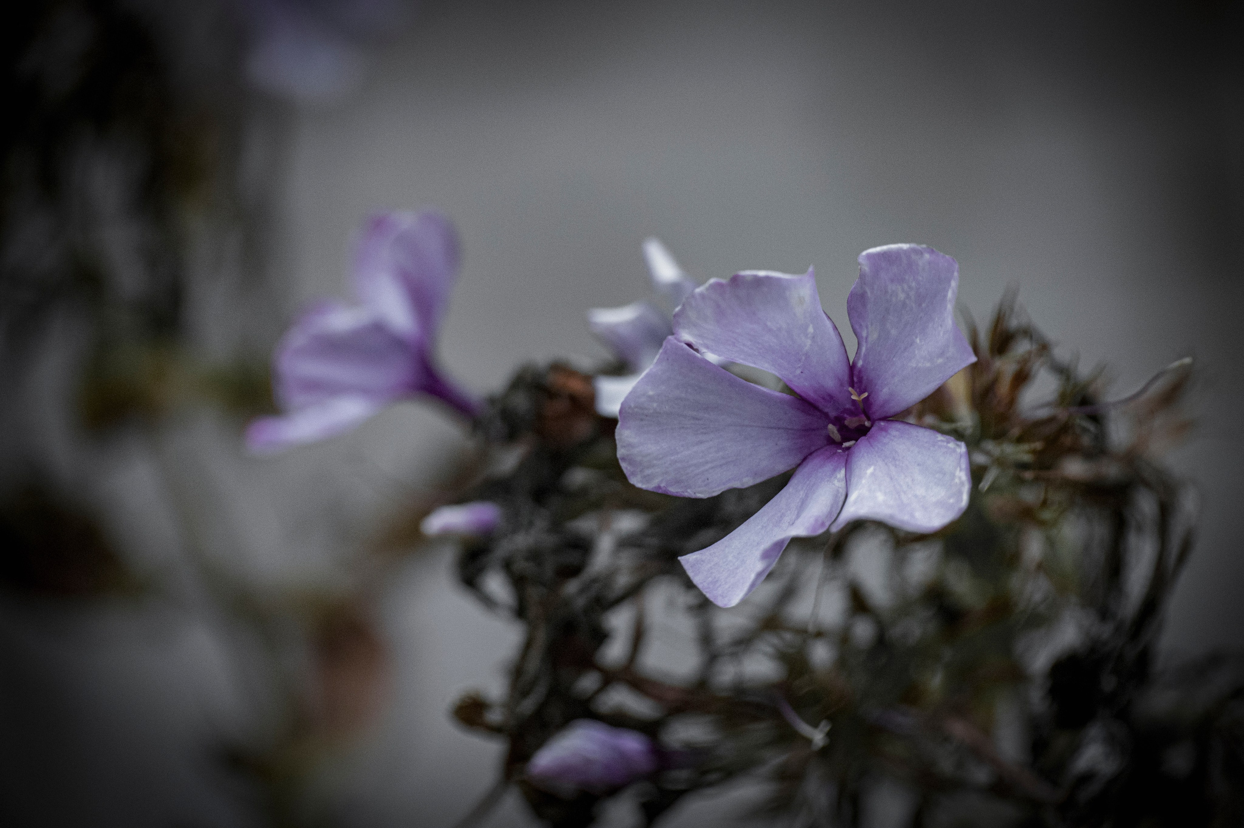 Осенние цветы. Фотограф Роман Адлер