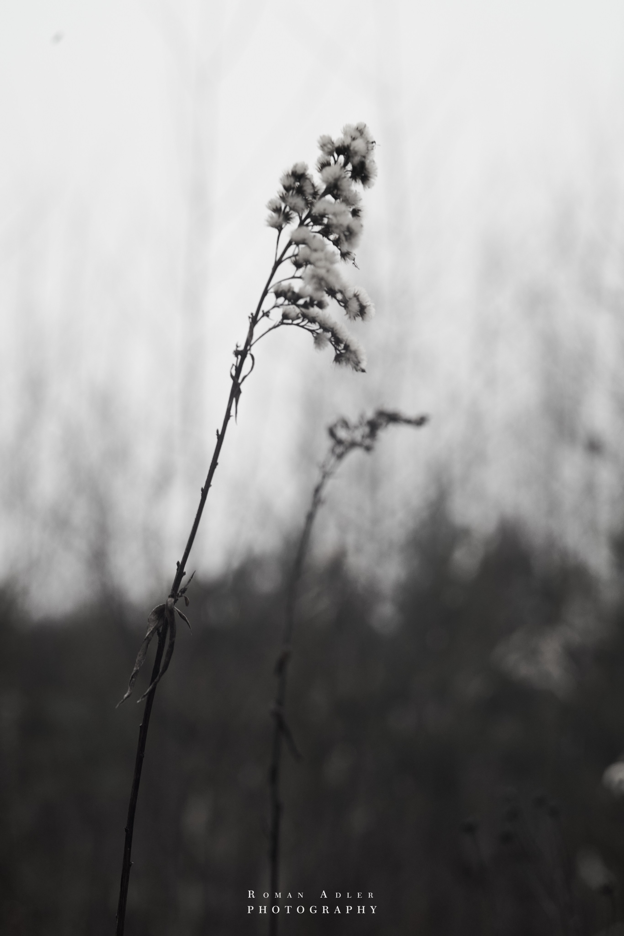 Февральский лес. Фотограф Роман Адлер