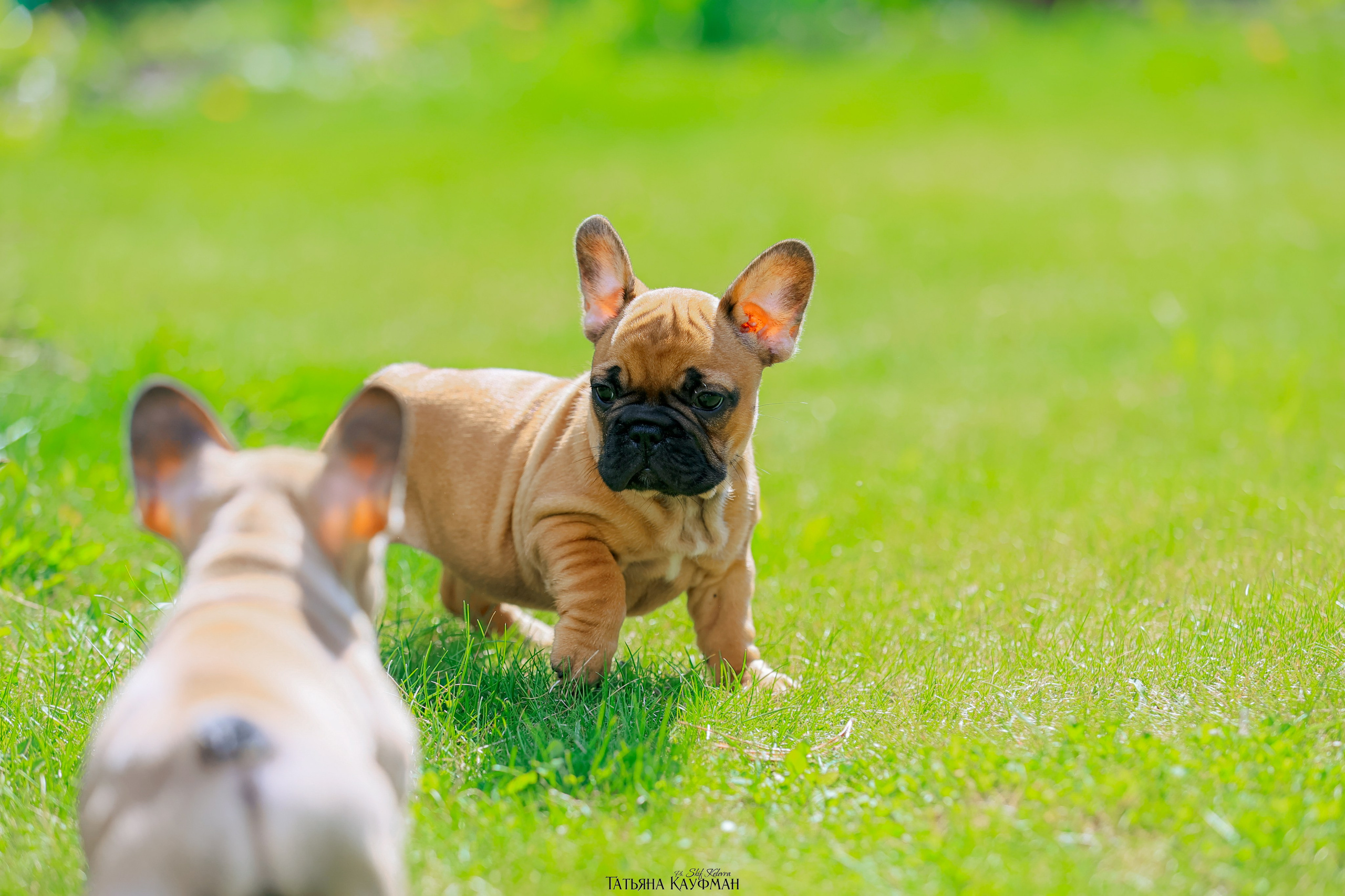 Французский бульдог, фотография французского бульдога, щенки бульдога, щенки французского бульдога, красивая собака, фотограф анималист, фотокурс Анималистика, научиться фотографировать собак, фотограф Новосибирск