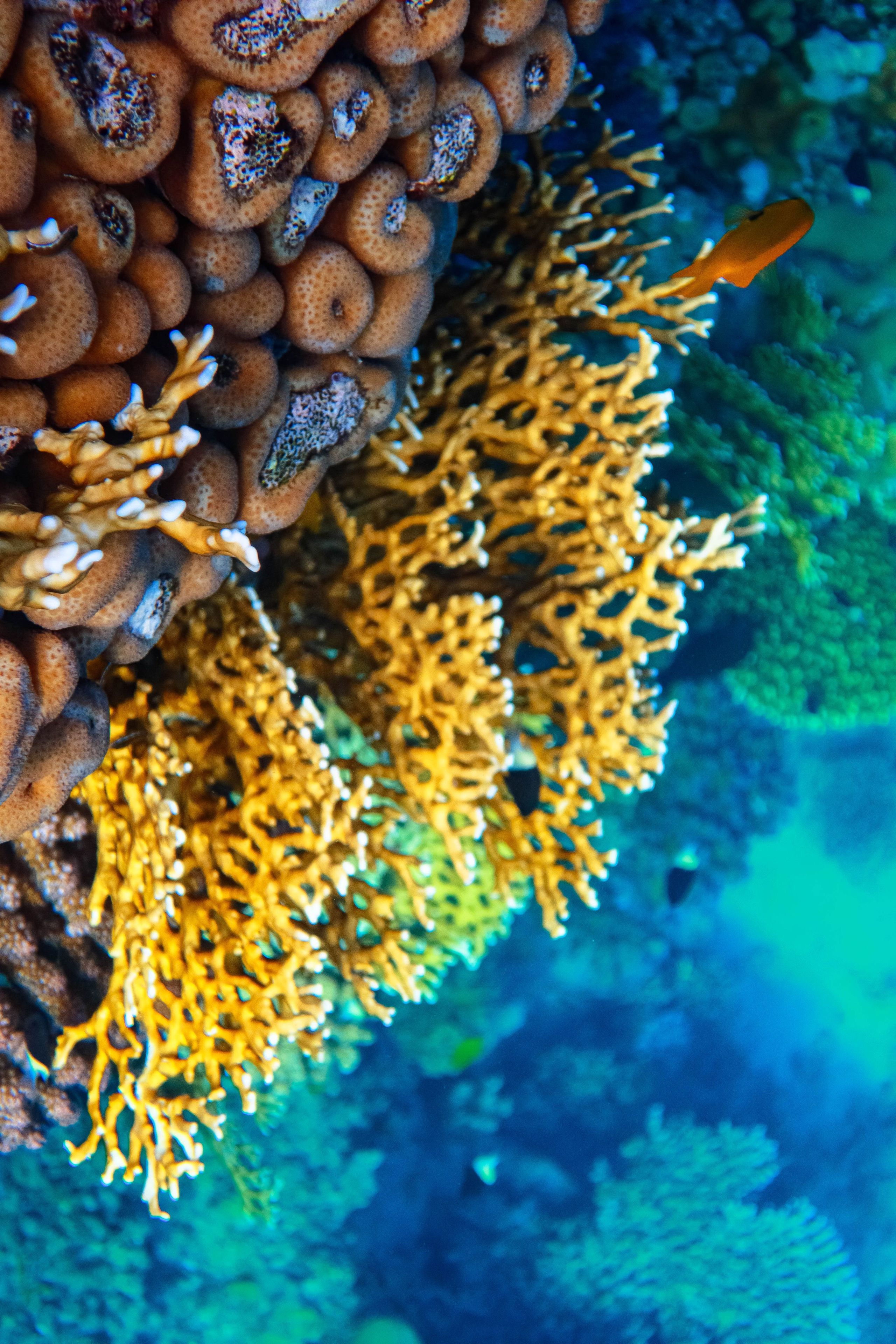 Fish. Фотограф Светлана Голицына