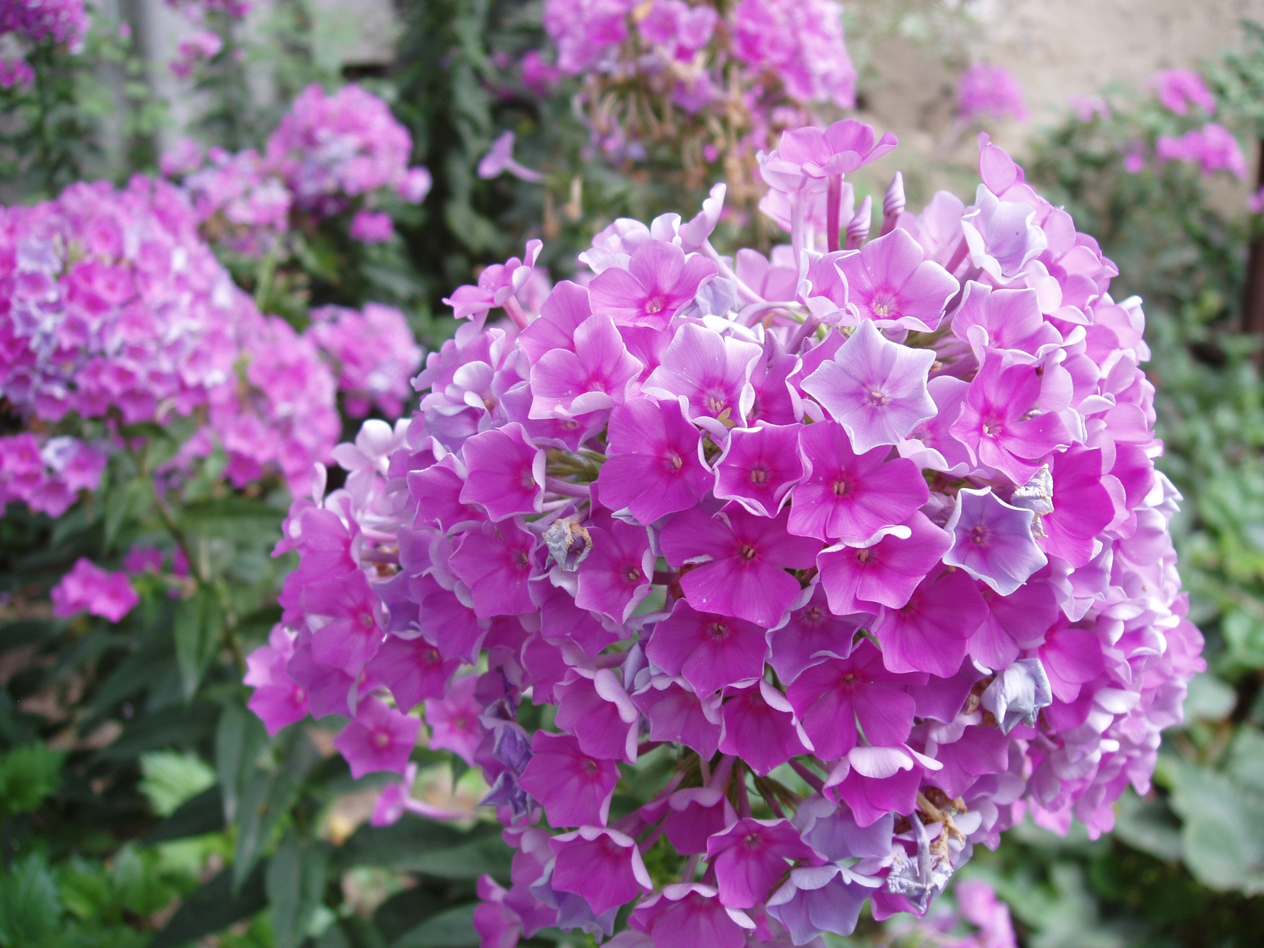 Отпуск 20.07-17.08. Семейный, Свадебный фотограф СПБ Питер— Романова Екатерина