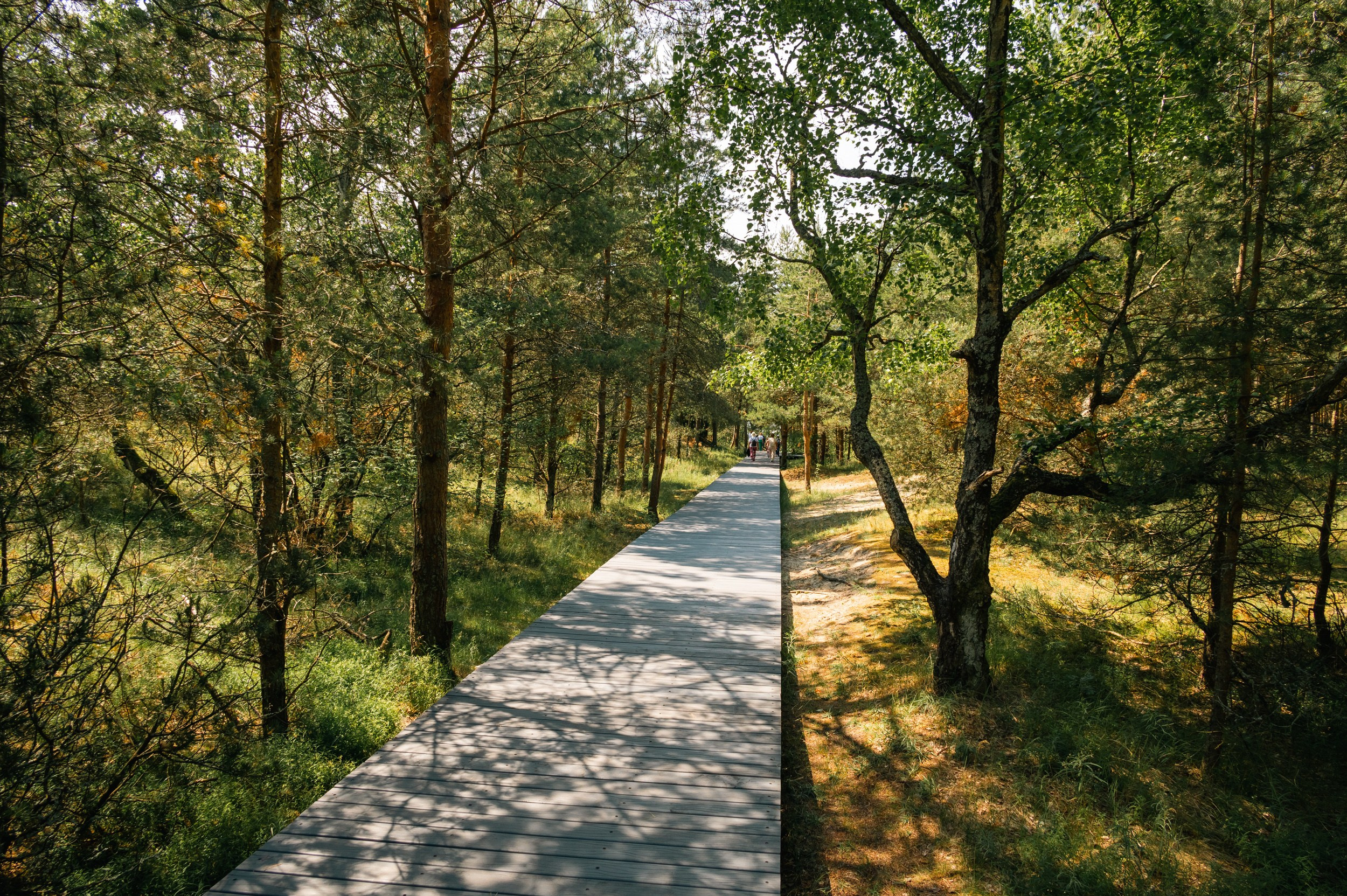 Куршская коса. Фотограф и видеооператор в Туле | Даниил Рыбак