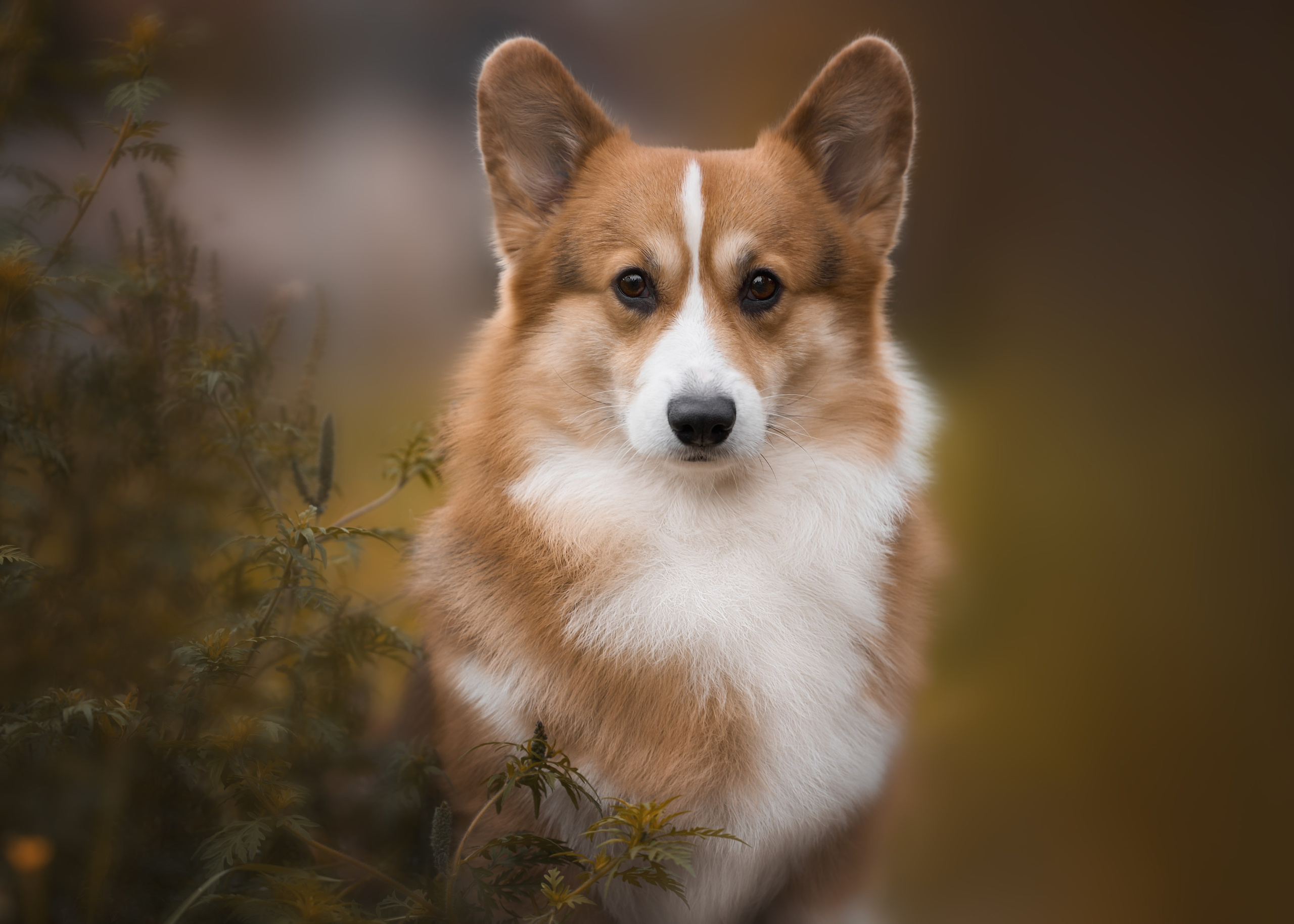 фотосессия собак краснодар выставка собак фотограф анималист сочи корги