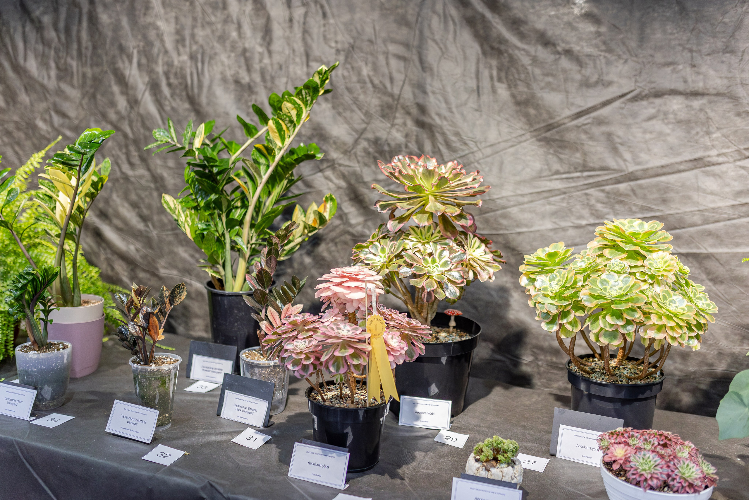 Монстериум апрель 2026. Александра Куликова фотограф, Москва