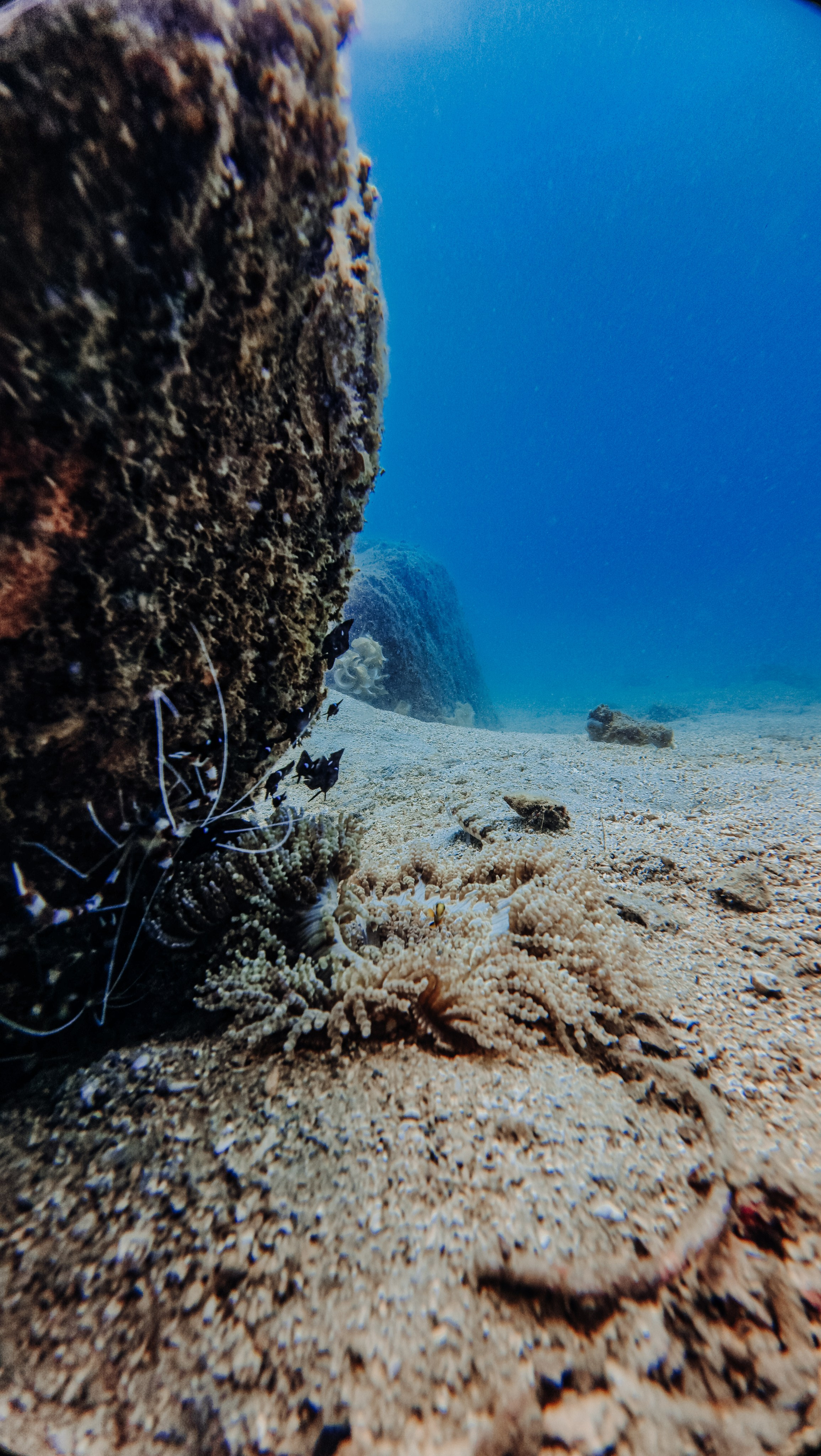Галерея. Дайвинг во Вьетнаме