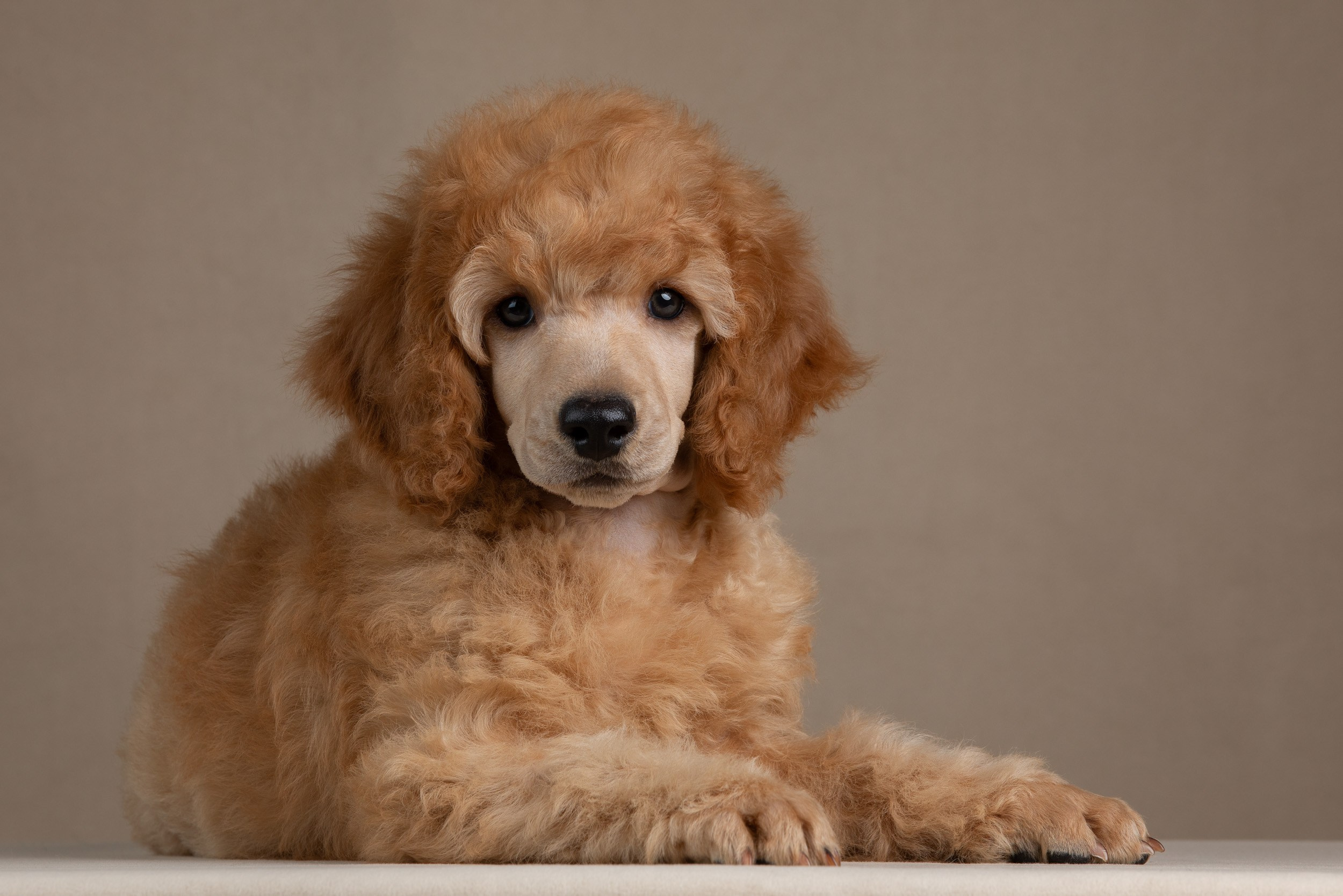 Фотосессия для щенков пуделя с выездом в Щербинку. Фотограф-анималист в Москве и Московской области Татьяна Фролова