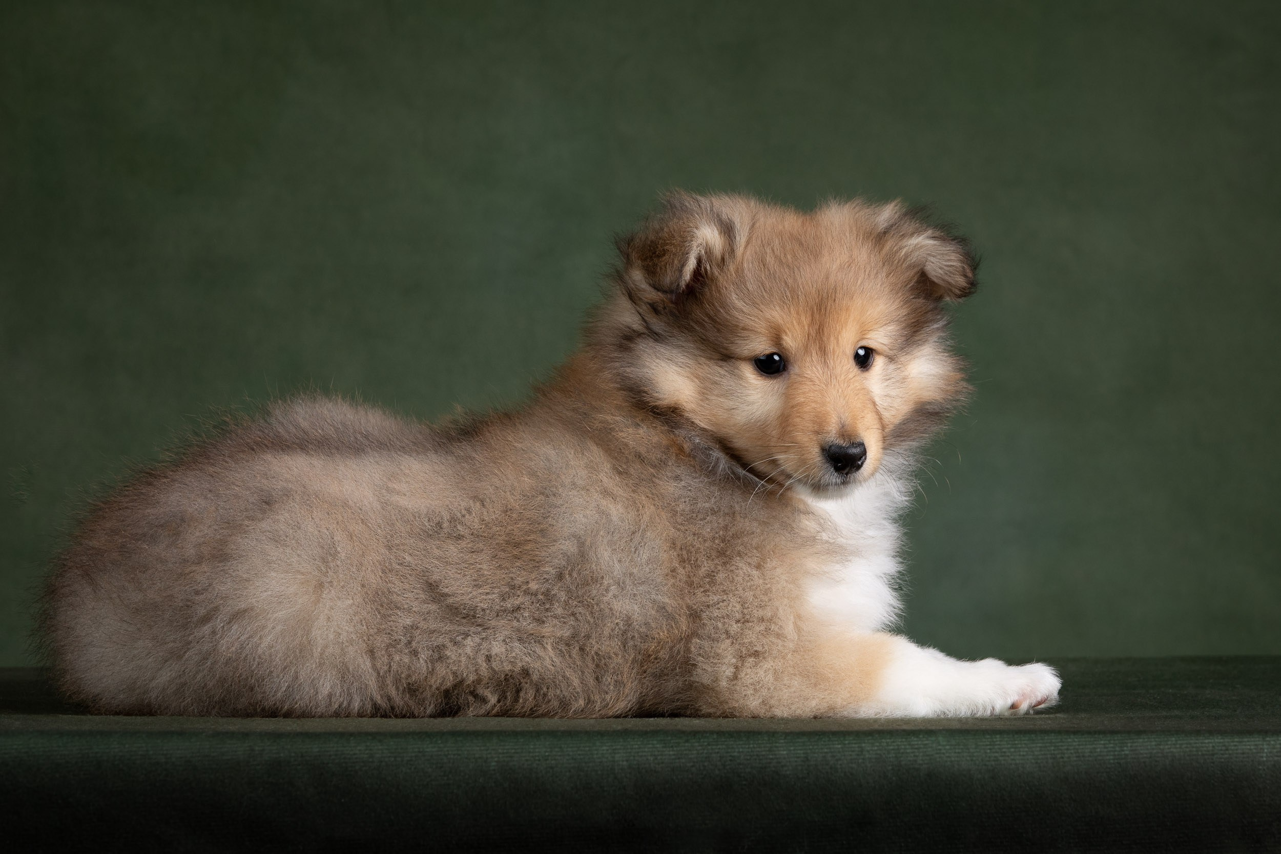 Помет щенков в 2 месяца. Фотограф-анималист в Москве и Московской области Татьяна Фролова