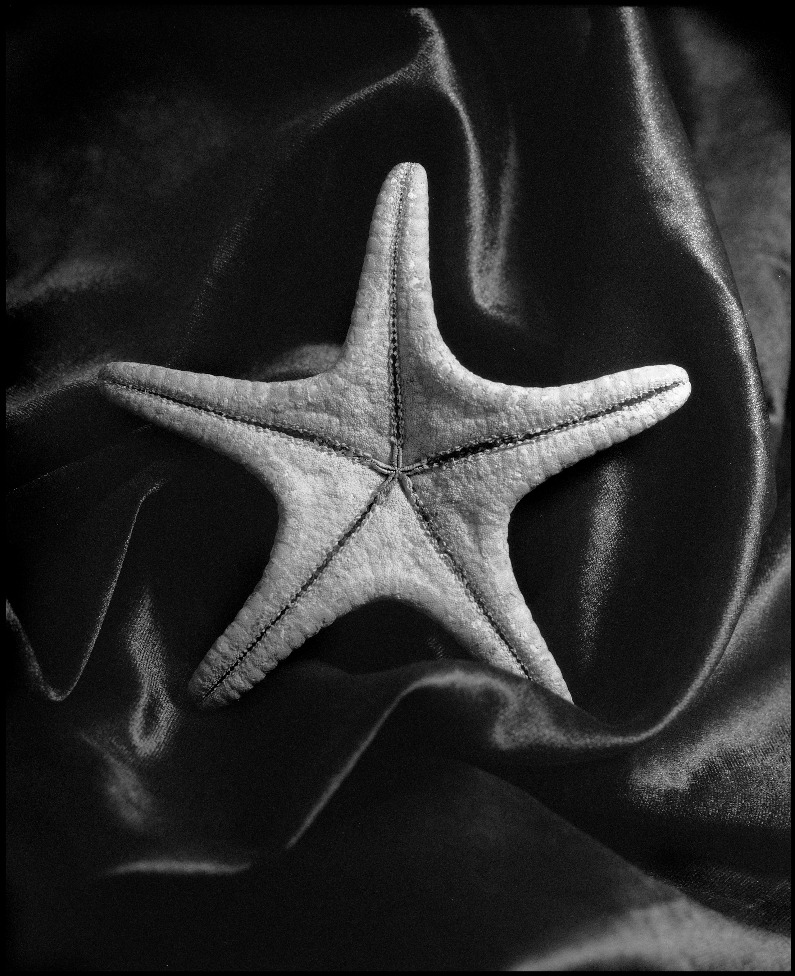 Натюрморт. Кондрюк Сергей фотограф |художник