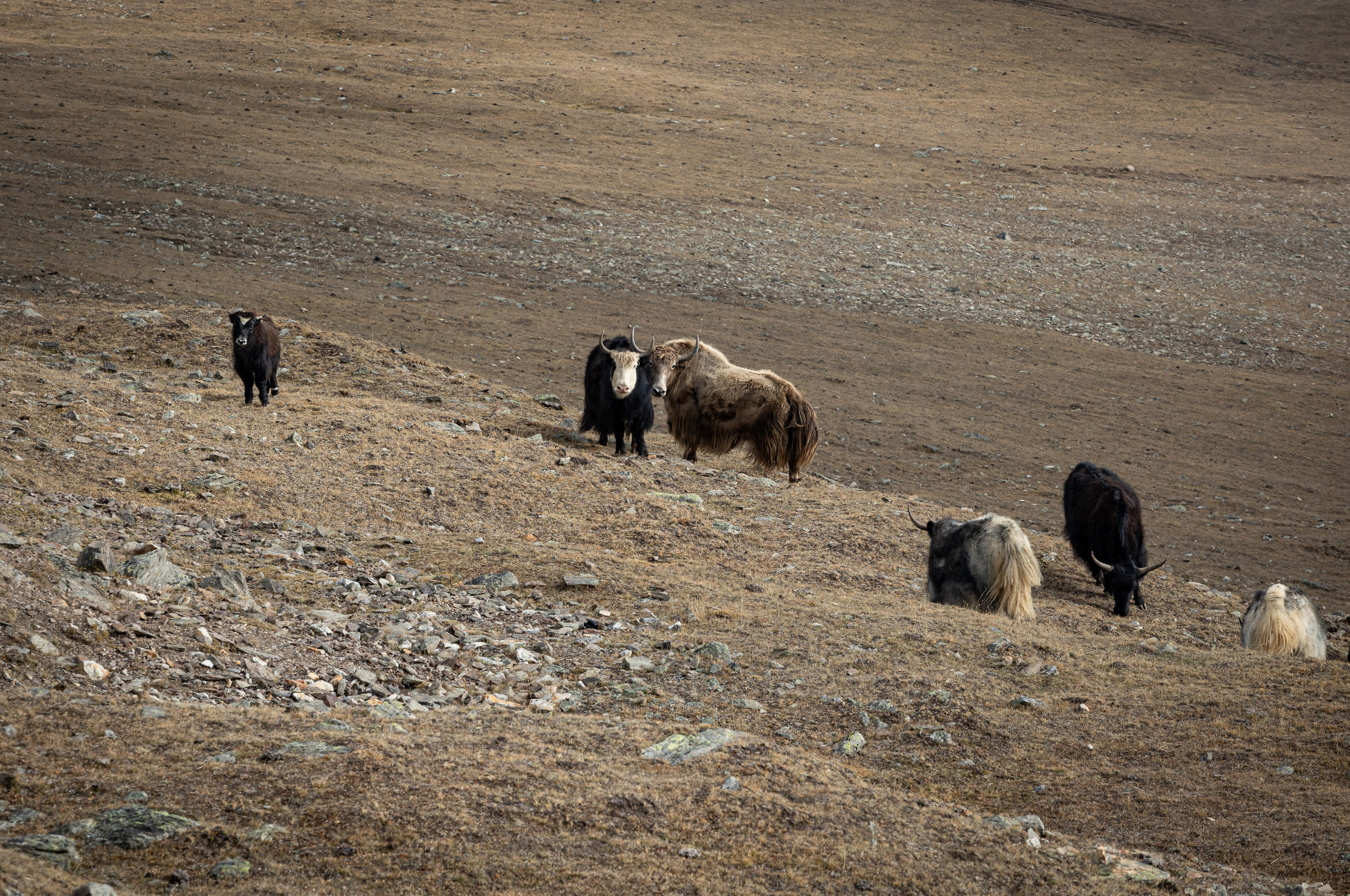 Россия. Северный Кавказ. Добродеева Алла фотограф, Москва