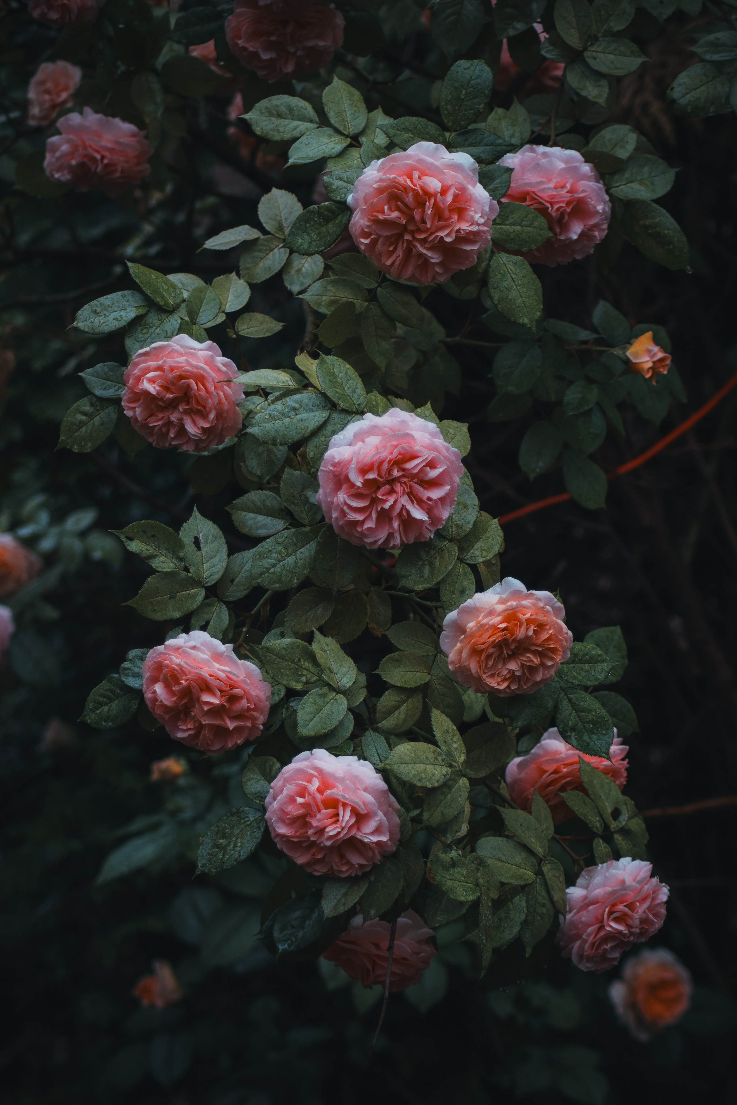 Р А С Т Е Н И Я. — Digital Noise —