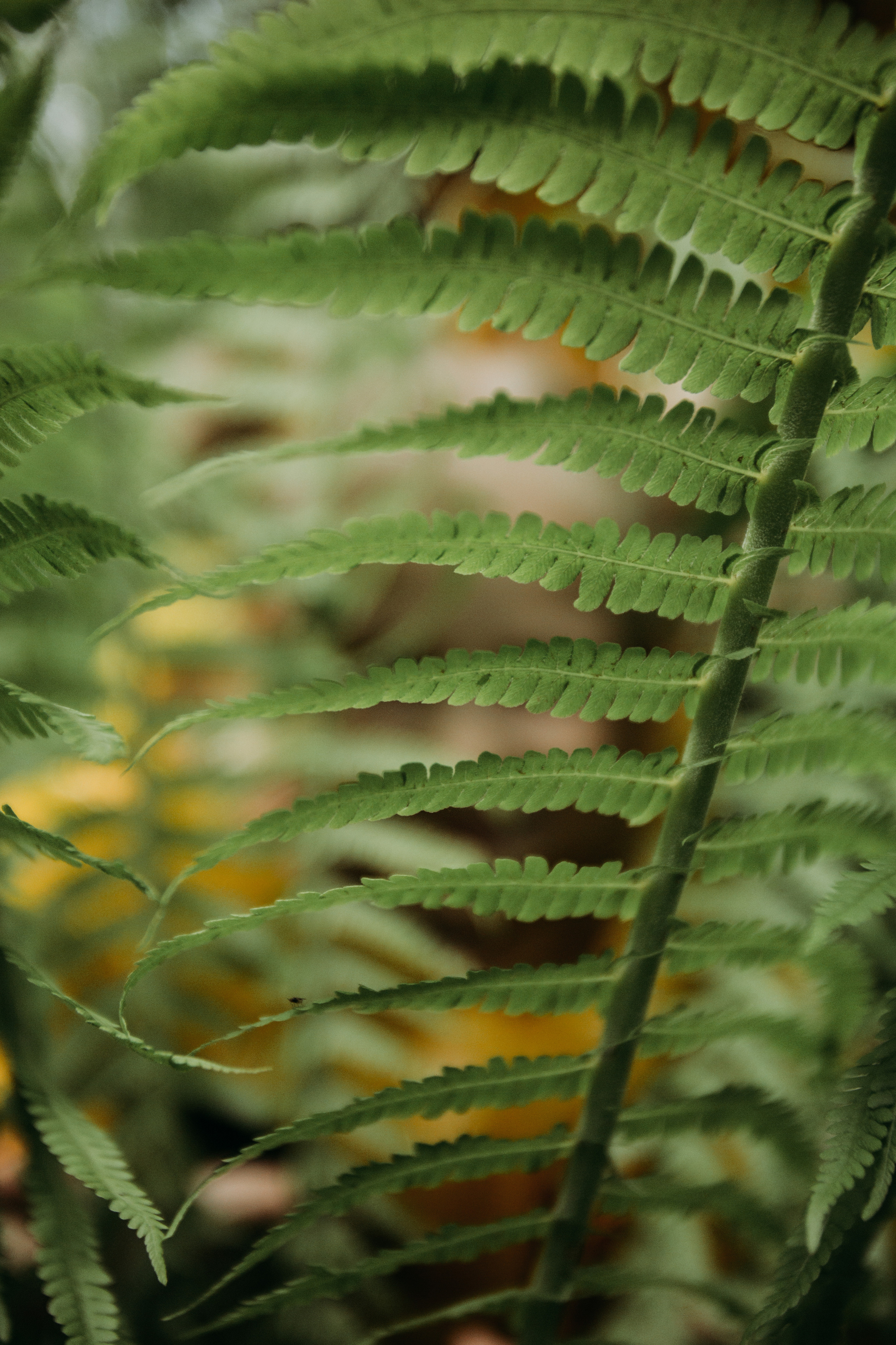 Дождевики. Фотограф Красноярск Рукосуева Катерина