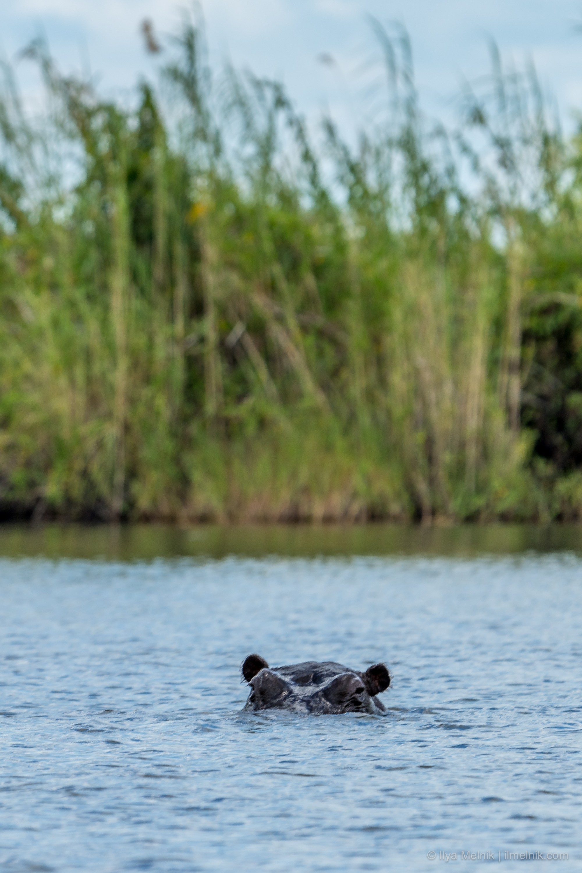 Botswana. Ilya Melnik Photography