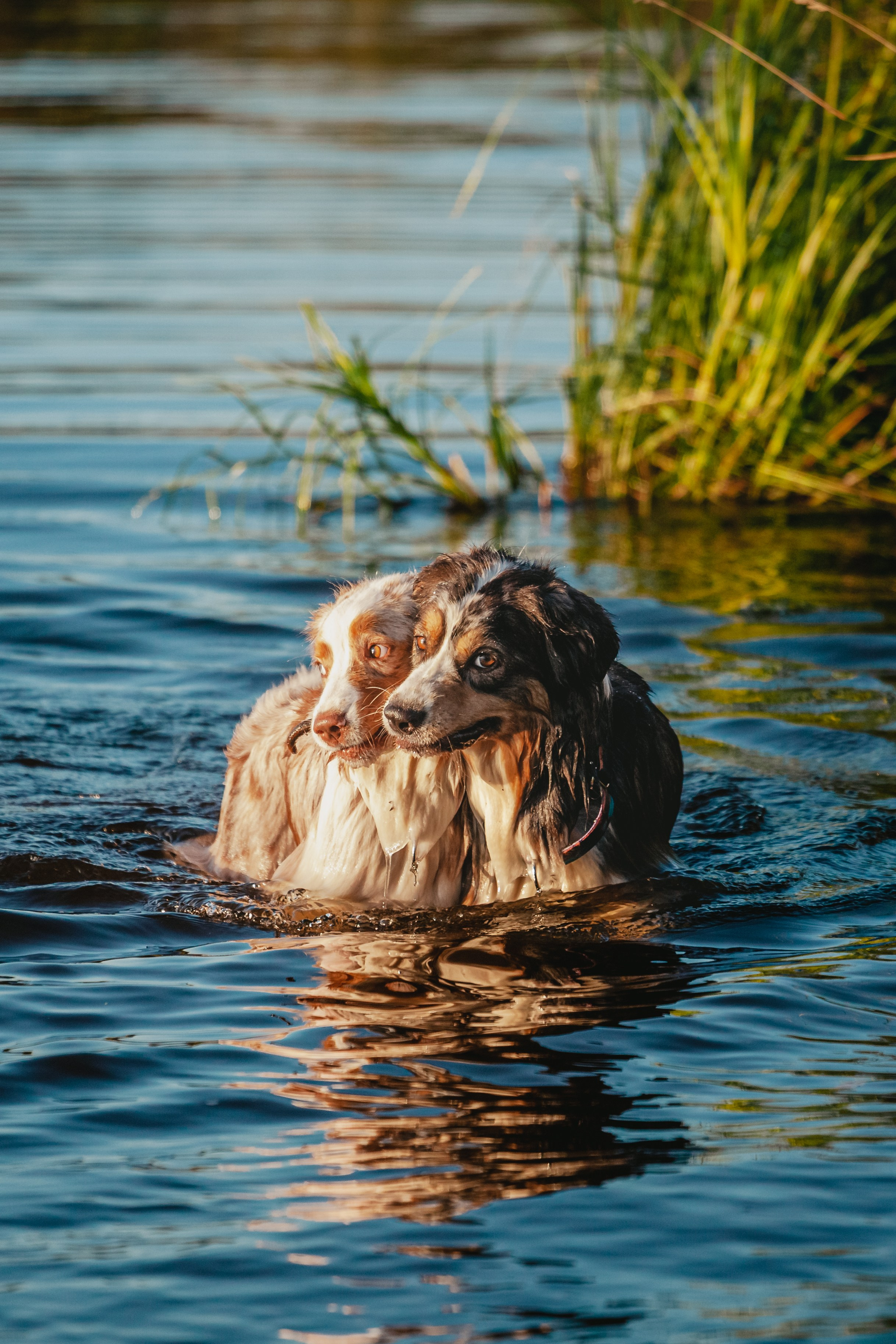 Фотопрогулка в Ленобласти. Фотограф-анималист Татьяна Степанова