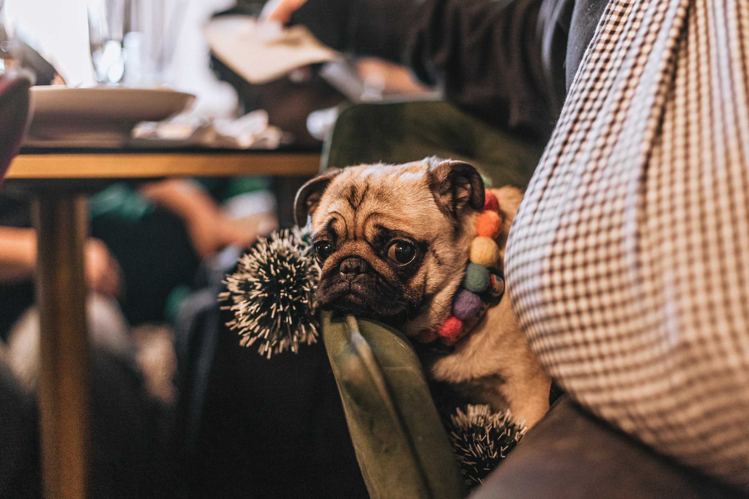 Мопсовстреча 02.12.2023. Фотограф-анималист Татьяна Степанова