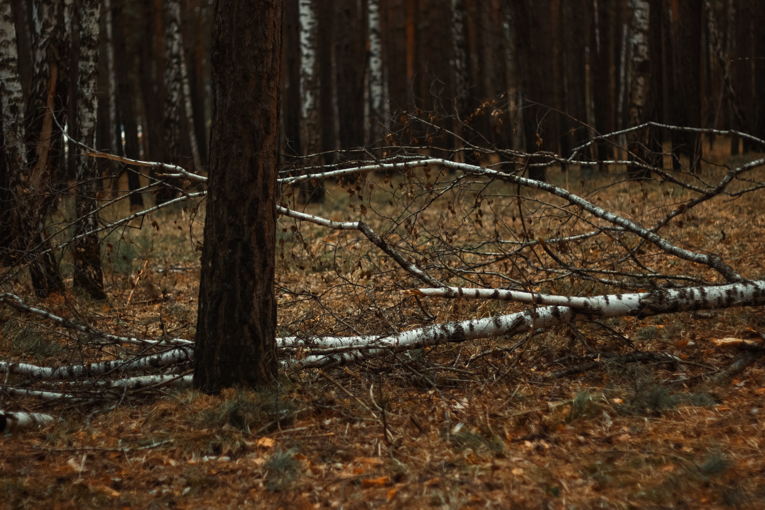 27.04.2025 | Сосновоборск. Kuznetsov | Фотограф в Красноярске