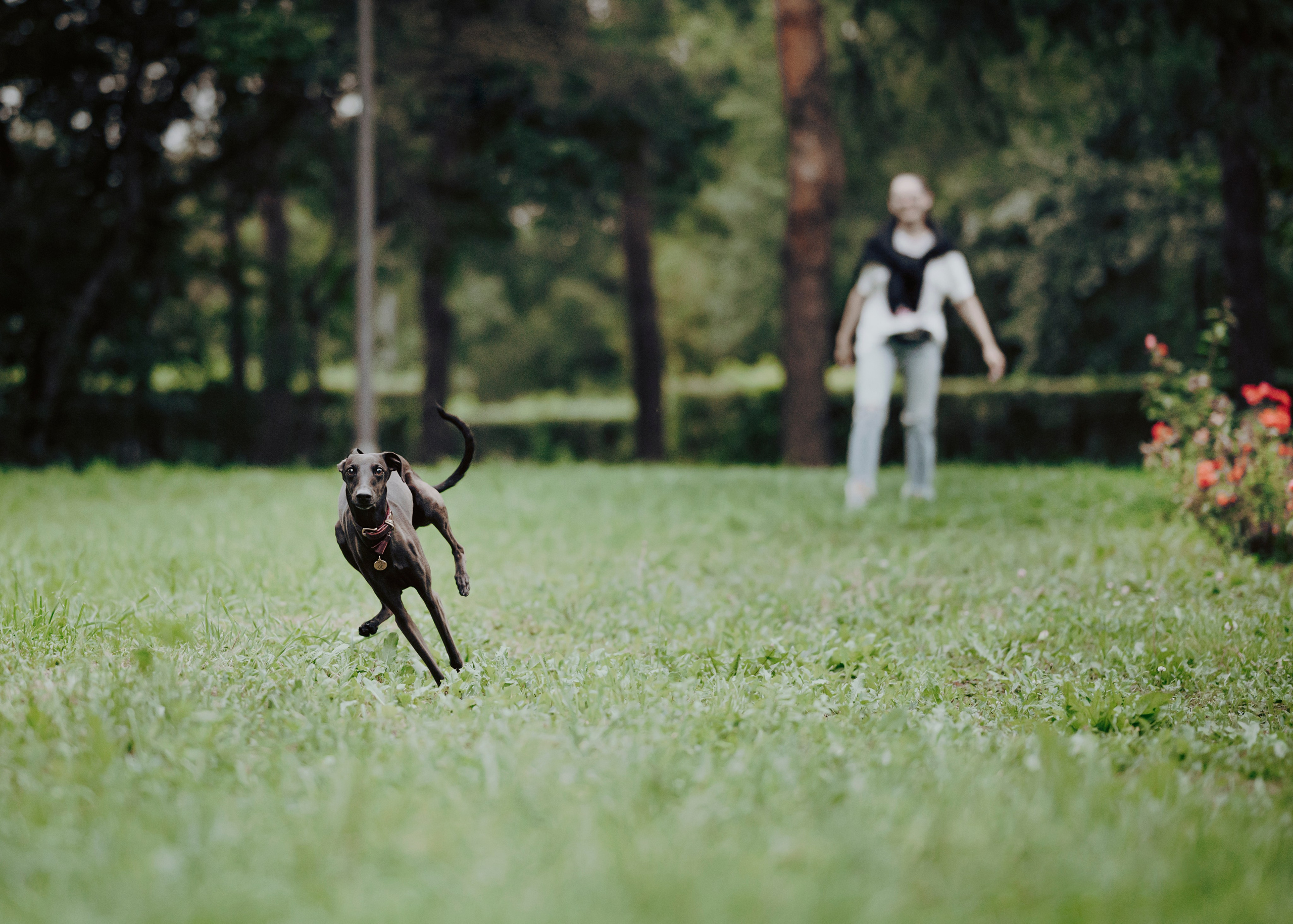 Дофи. Фотограф- анималист Александра Матвеева