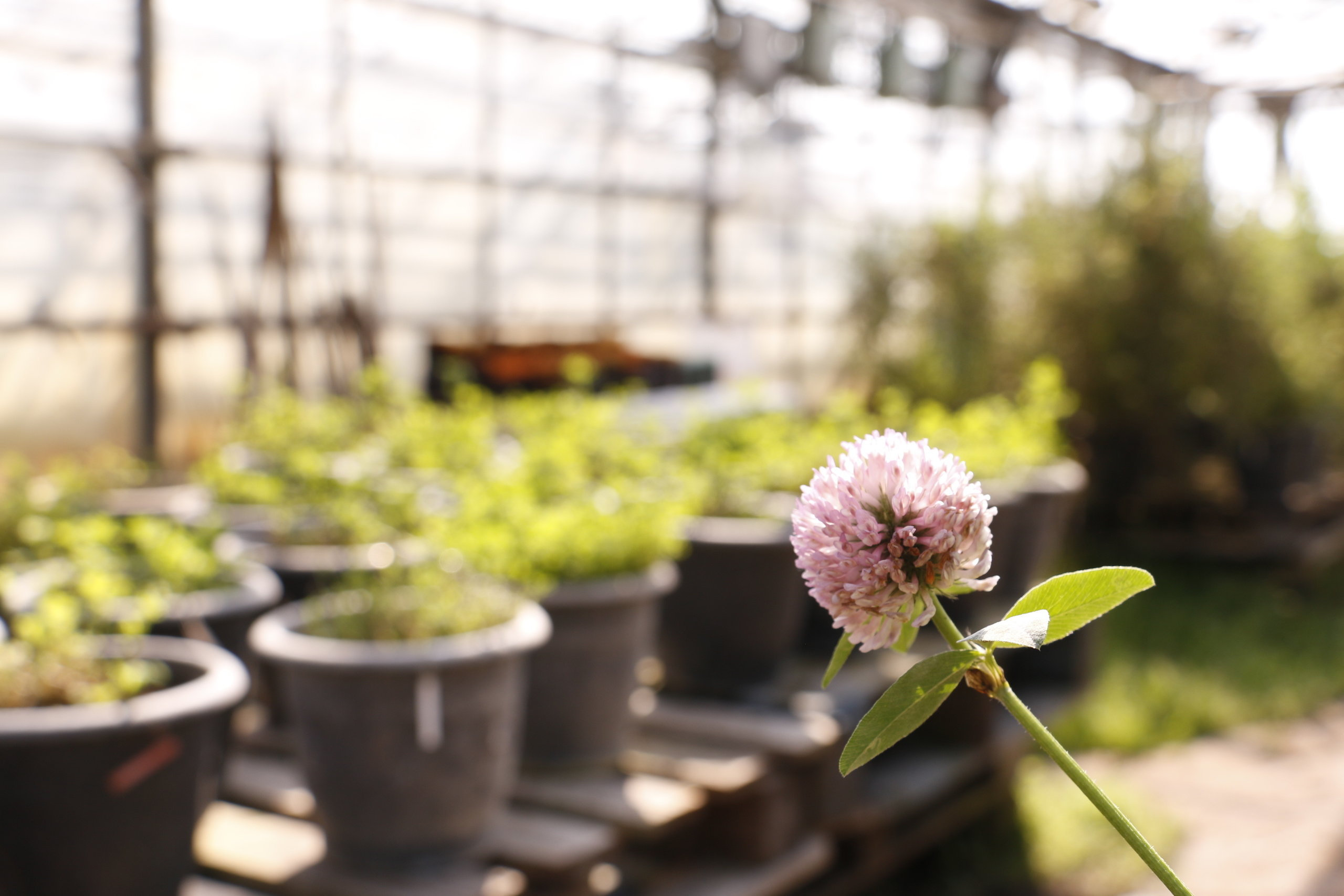 Федеральный научный центр кормопроизводства, наука, агроэкология, селе. Мария Ткаченко. Документальная фотография