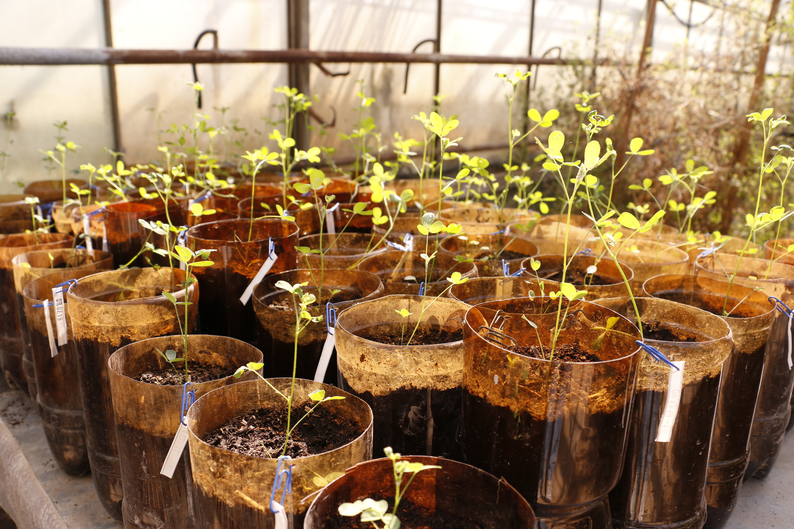 Федеральный научный центр кормопроизводства, наука, агроэкология, селе. Мария Ткаченко. Документальная фотография