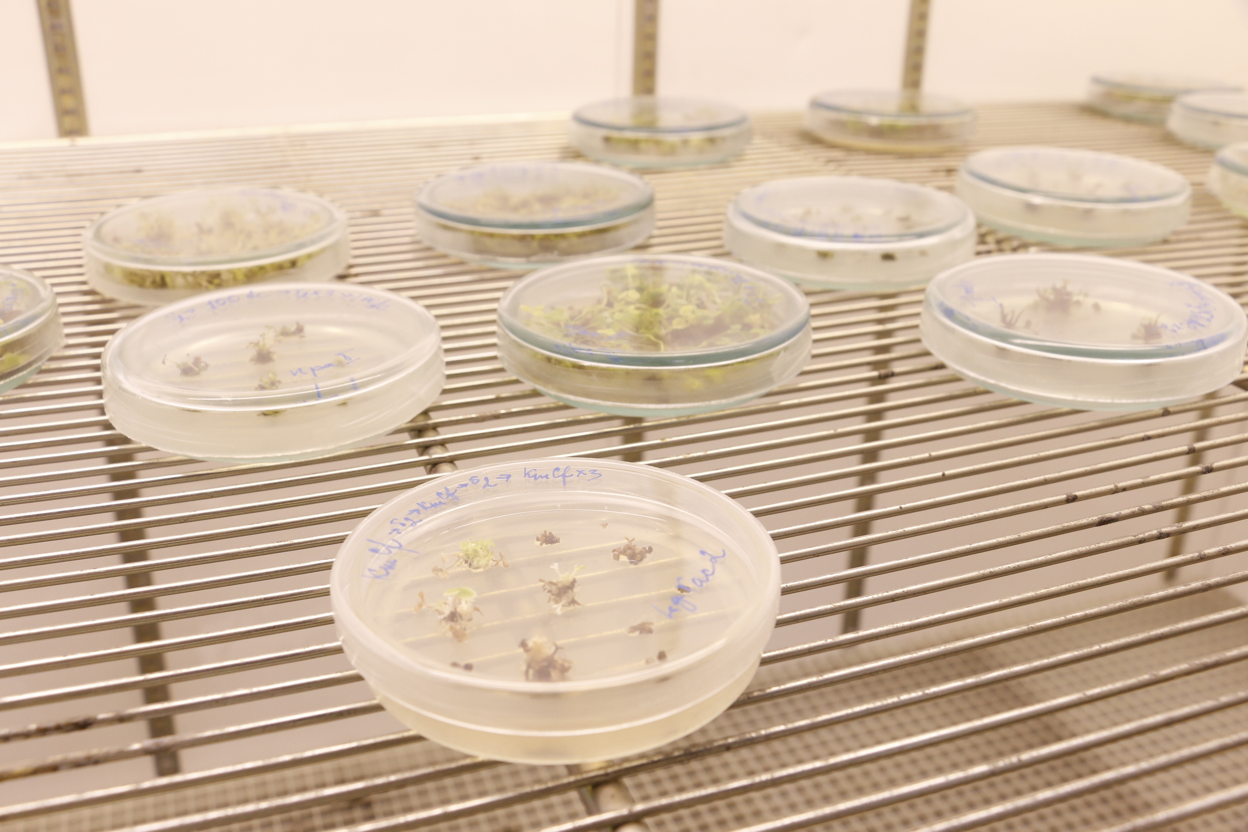 Федеральный научный центр кормопроизводства, наука, агроэкология, селе. Мария Ткаченко. Документальная фотография