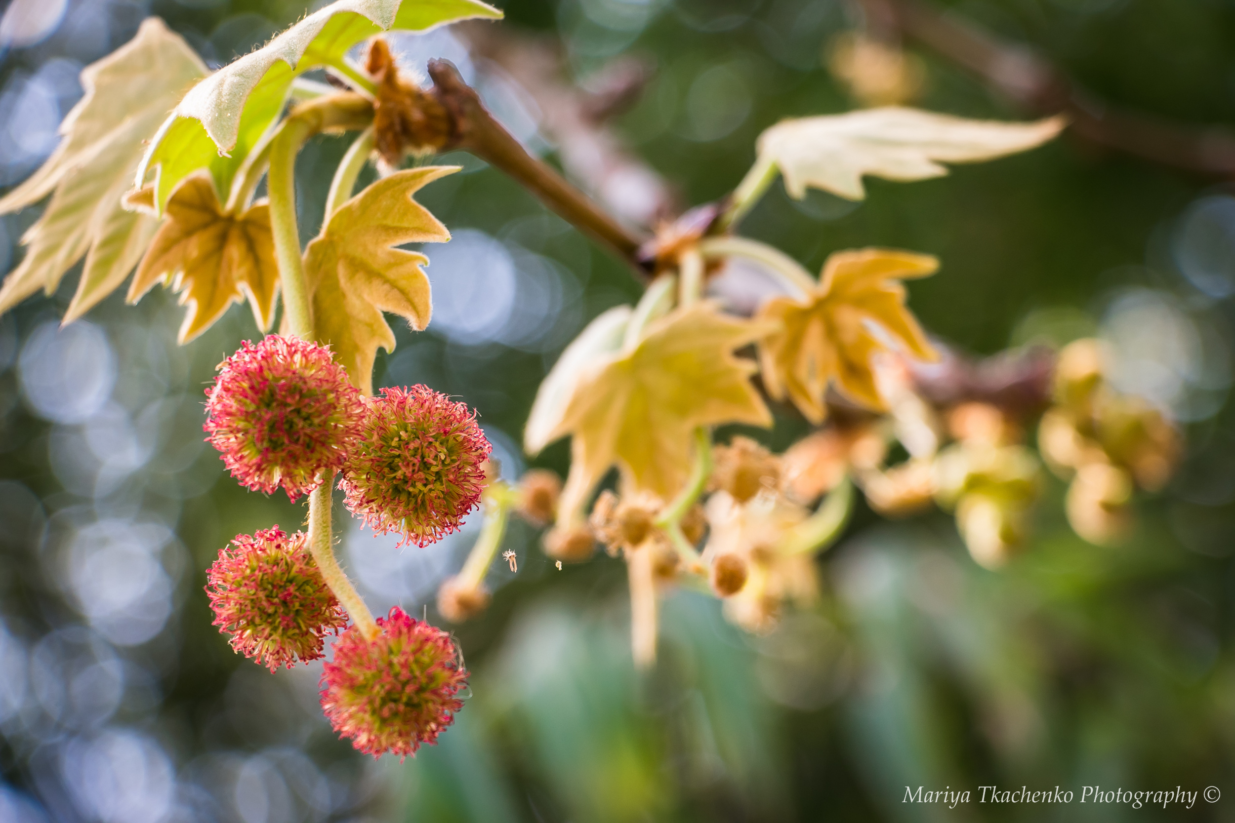 Пейзажи крыма, пейзажная фотография, ландшафт, южный крым, фотография,. Мария Ткаченко. Документальная фотография