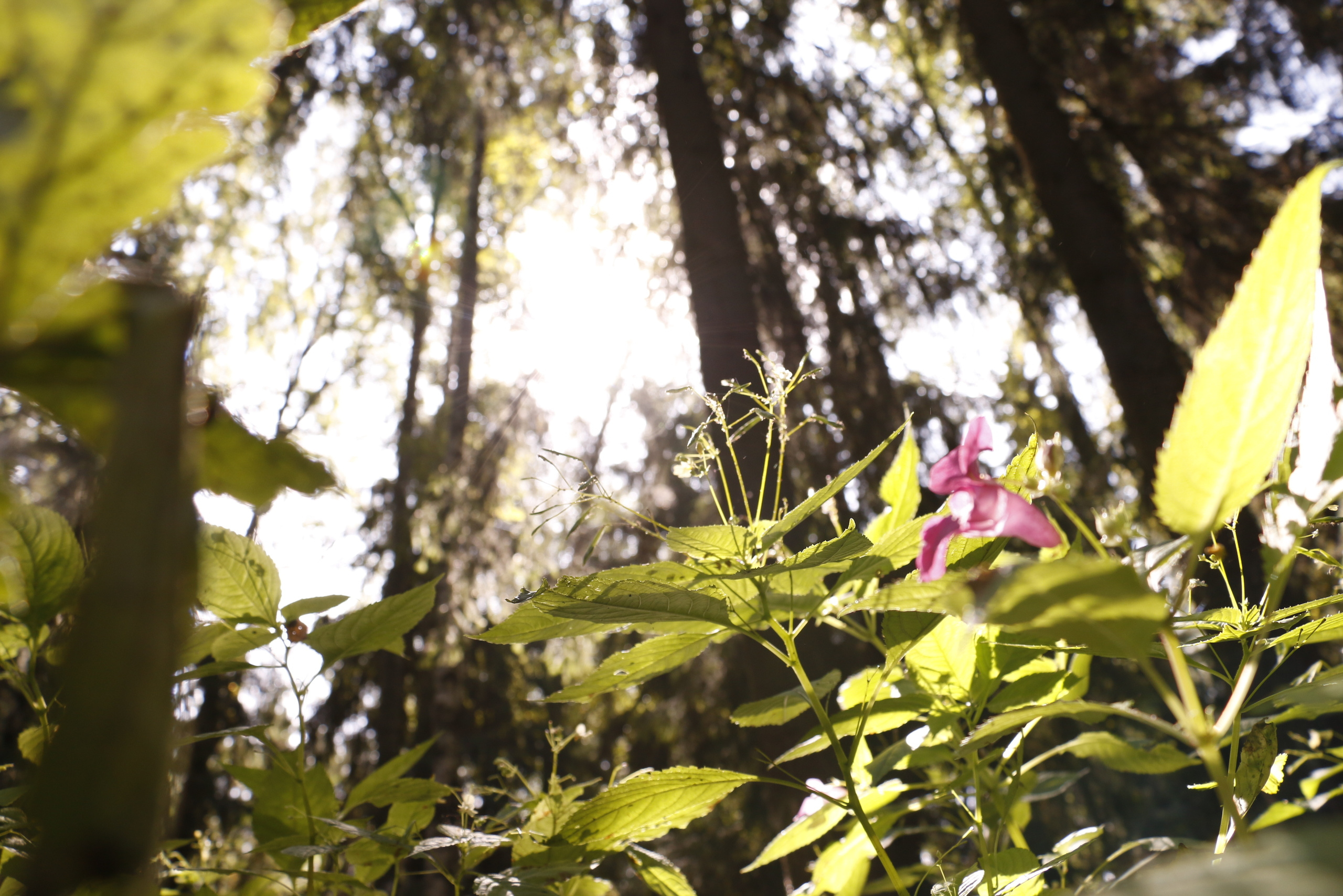 Благоустройство, строительство, субботник экология, посадка деревьев,. Мария Ткаченко. Документальная фотография