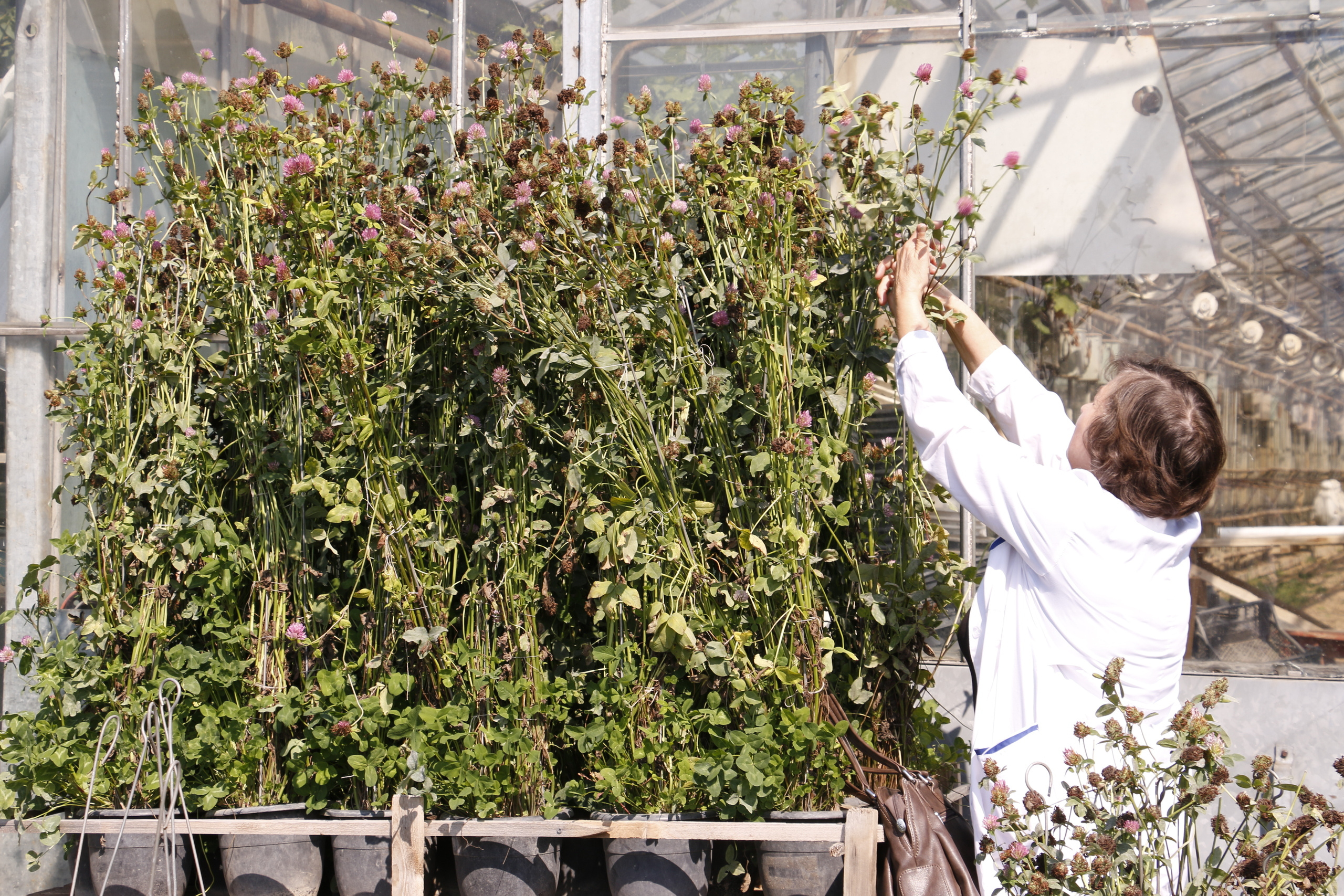 Федеральный научный центр кормопроизводства, наука, агроэкология, селе. Мария Ткаченко. Документальная фотография