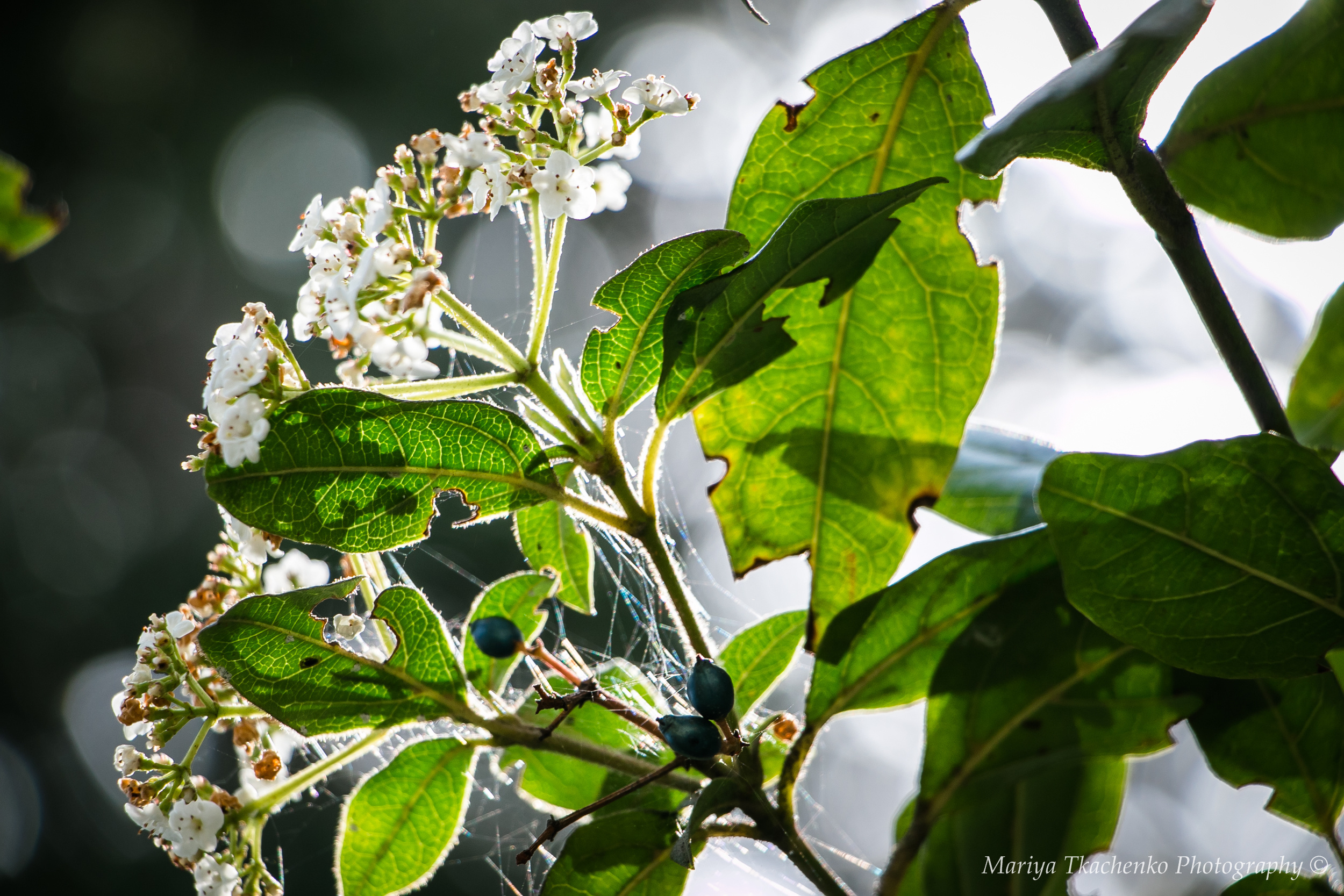 Пейзажи крыма, пейзажная фотография, ландшафт, южный крым, фотография,. Мария Ткаченко. Документальная фотография