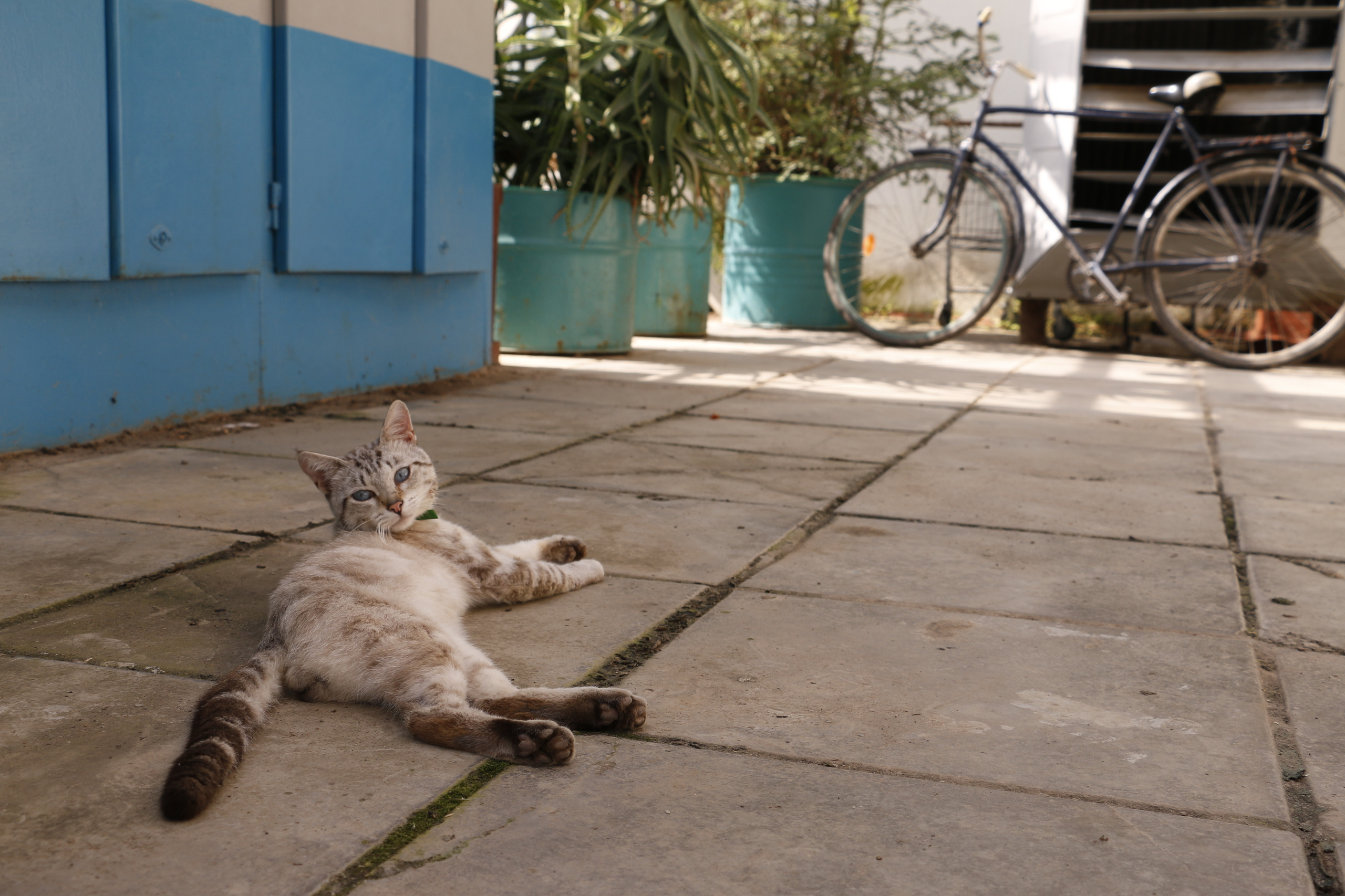 Федеральный научный центр кормопроизводства, наука, агроэкология, селе. Мария Ткаченко. Документальная фотография