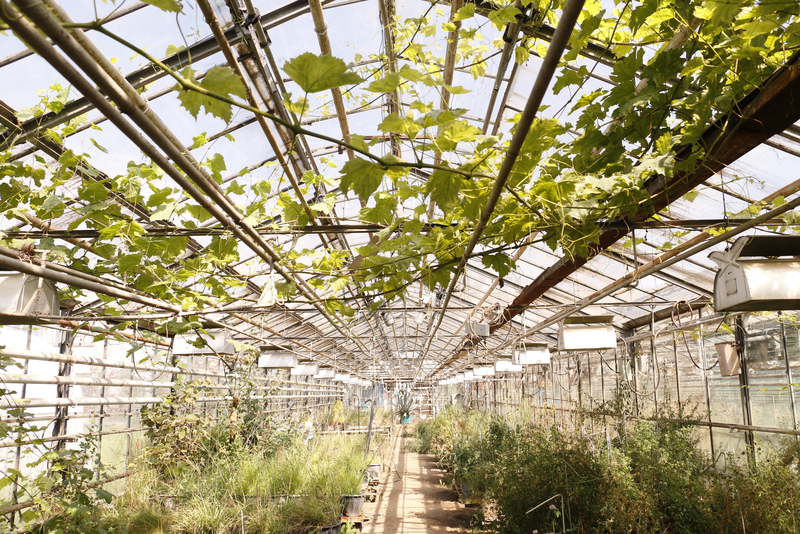 Федеральный научный центр кормопроизводства, наука, агроэкология, селе. Мария Ткаченко. Документальная фотография