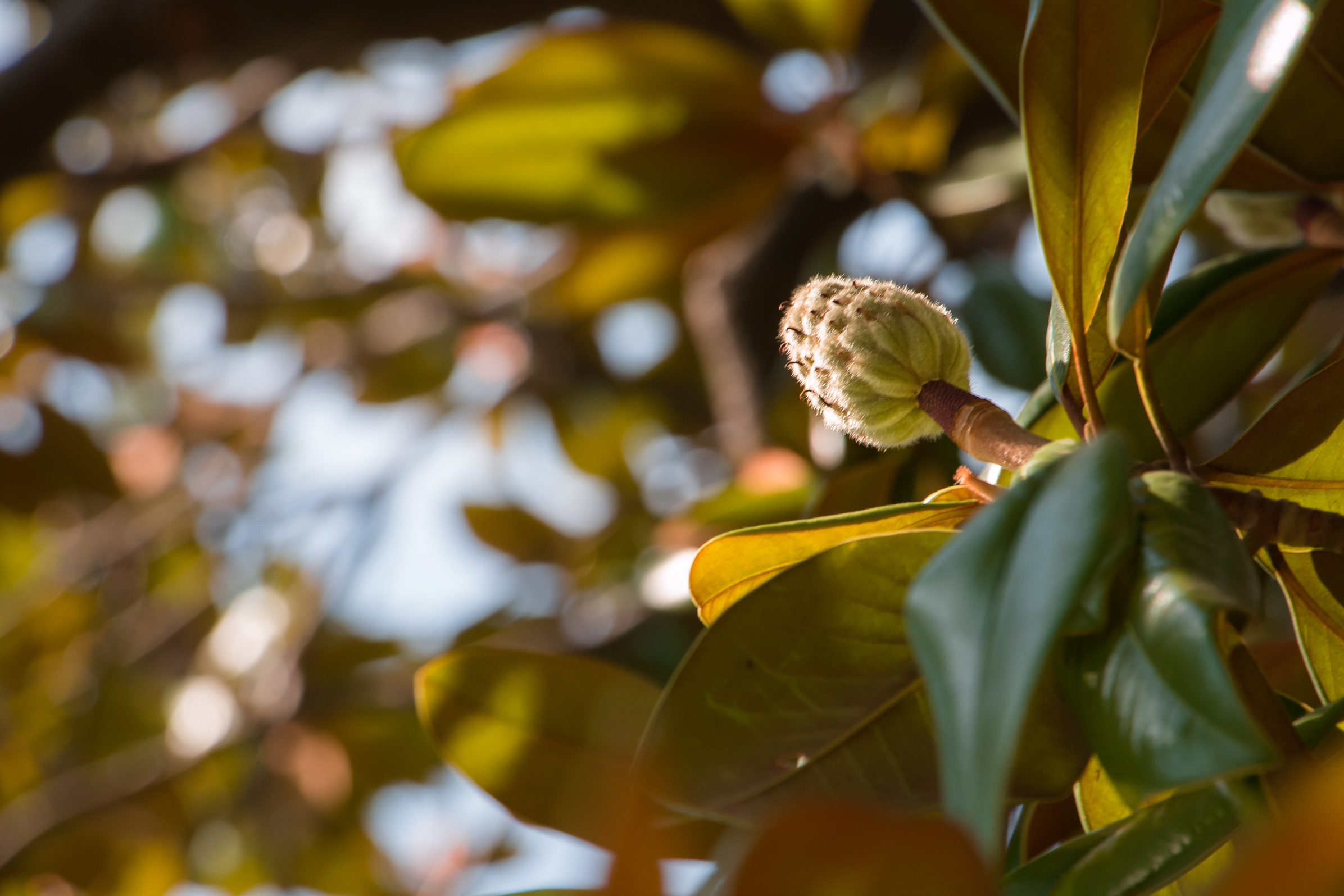 Пейзажная фотография, кавказ, природа, море, горы, фотография кавказа,. Мария Ткаченко. Документальная фотография
