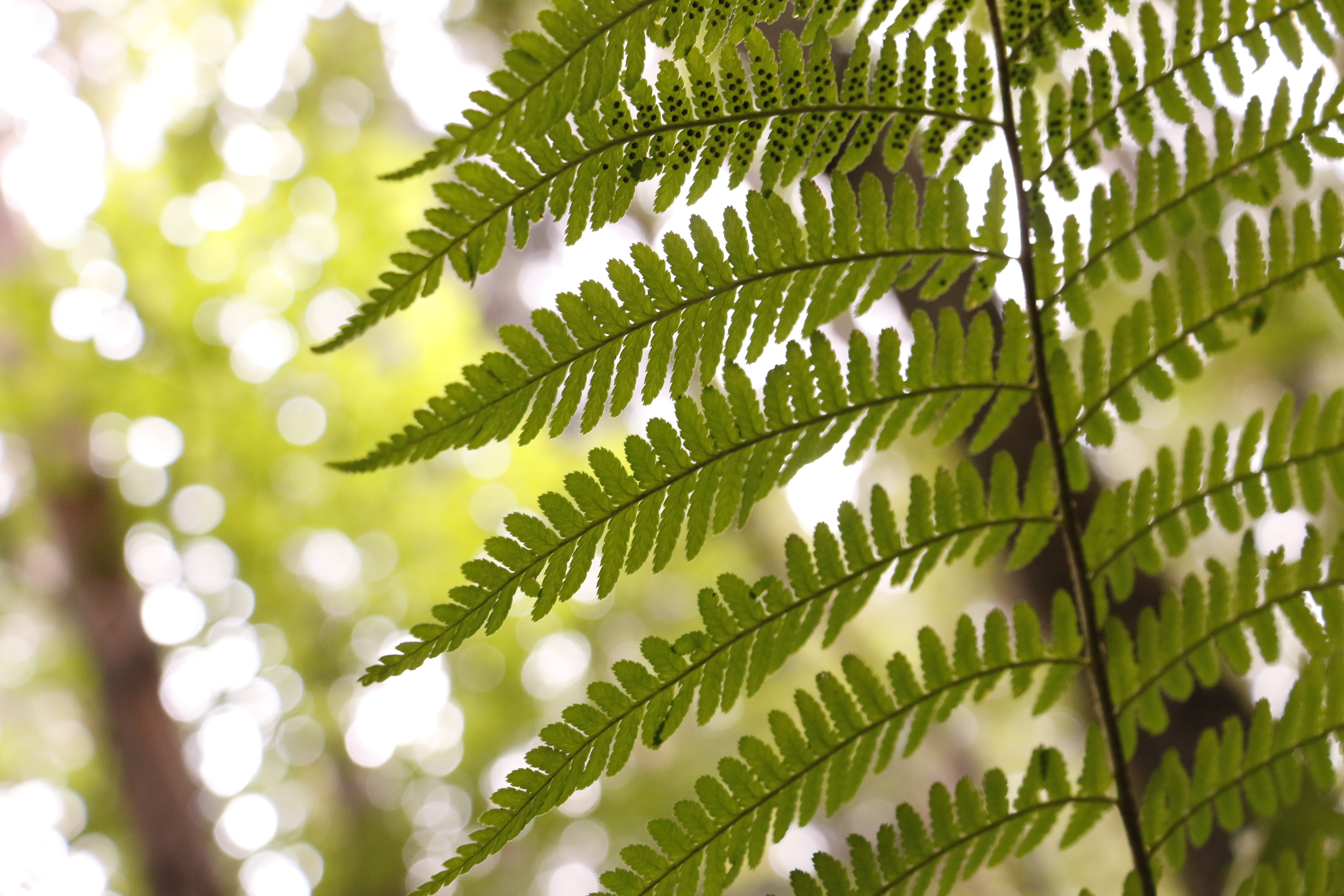 Благоустройство, строительство, субботник экология, посадка деревьев,. Мария Ткаченко. Документальная фотография