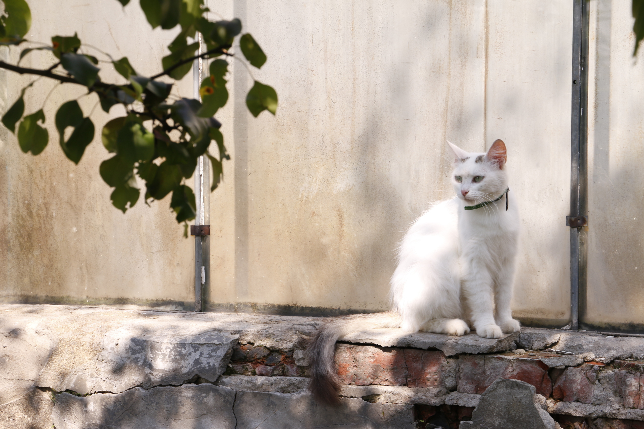 Федеральный научный центр кормопроизводства, наука, агроэкология, селе. Мария Ткаченко. Документальная фотография
