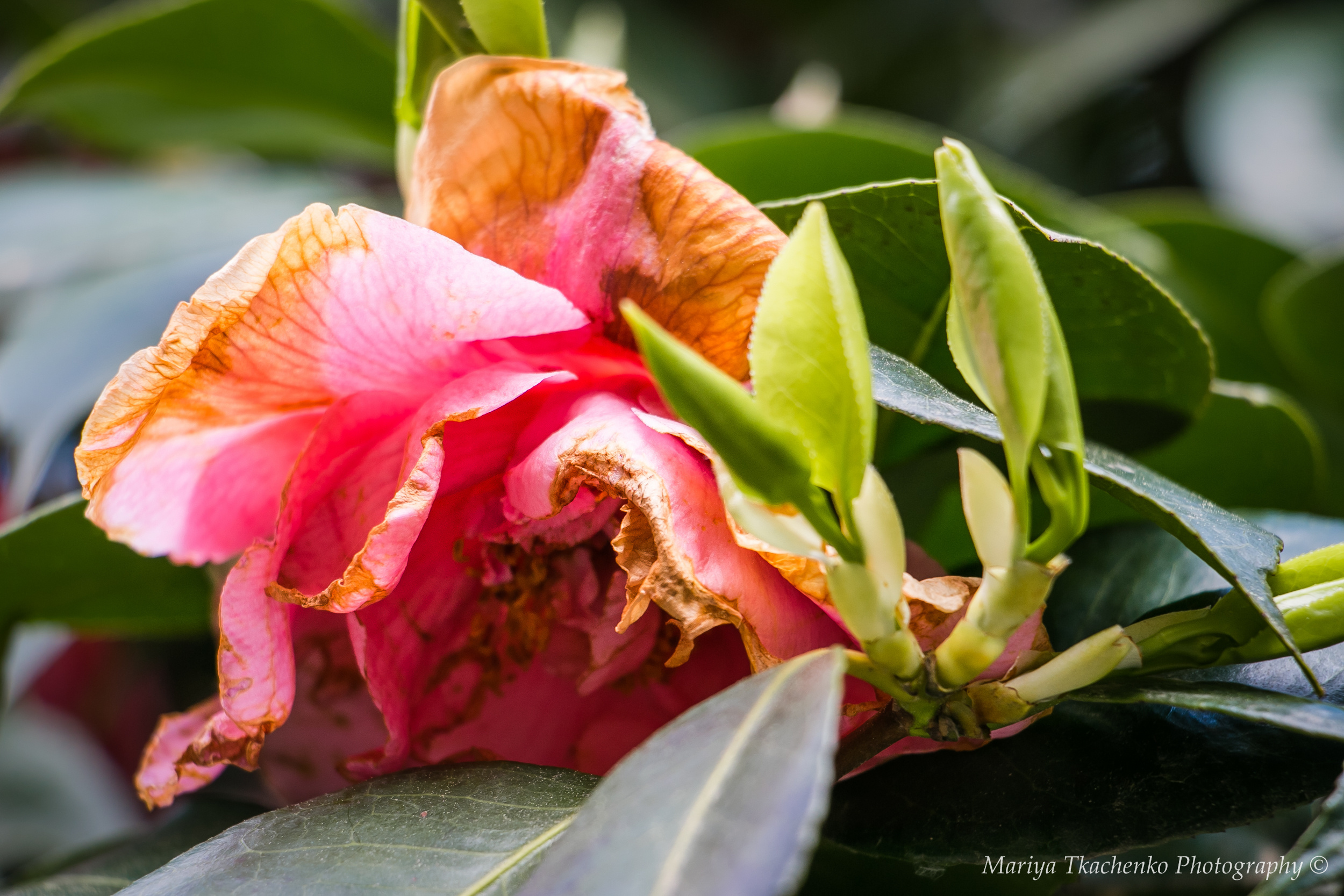 Пейзажи крыма, пейзажная фотография, ландшафт, южный крым, фотография,. Мария Ткаченко. Документальная фотография