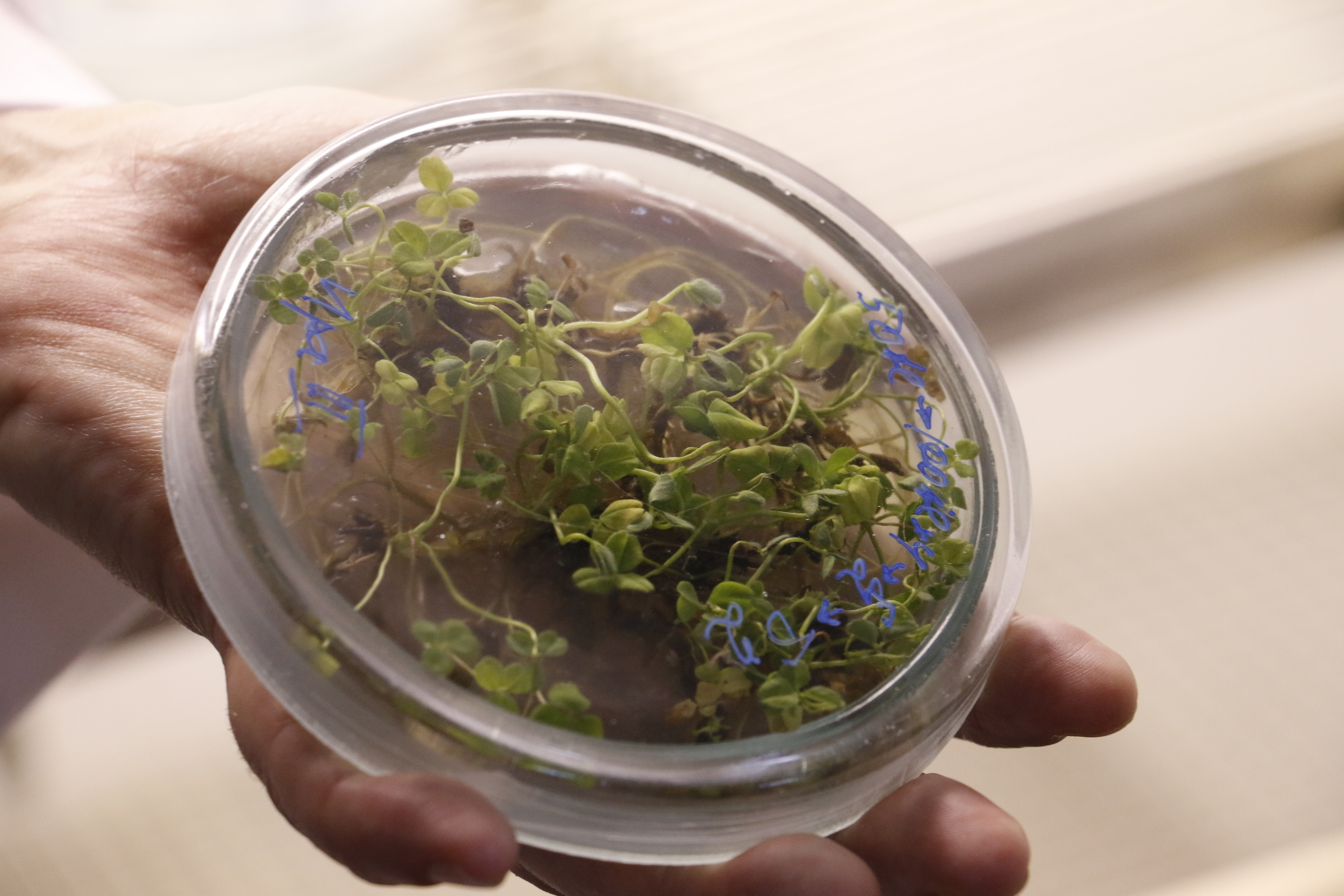 Федеральный научный центр кормопроизводства, наука, агроэкология, селе. Мария Ткаченко. Документальная фотография