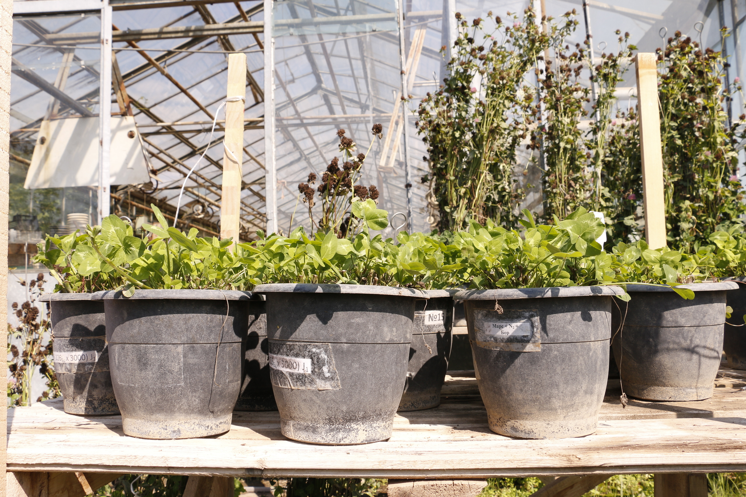 Федеральный научный центр кормопроизводства, наука, агроэкология, селе. Мария Ткаченко. Документальная фотография