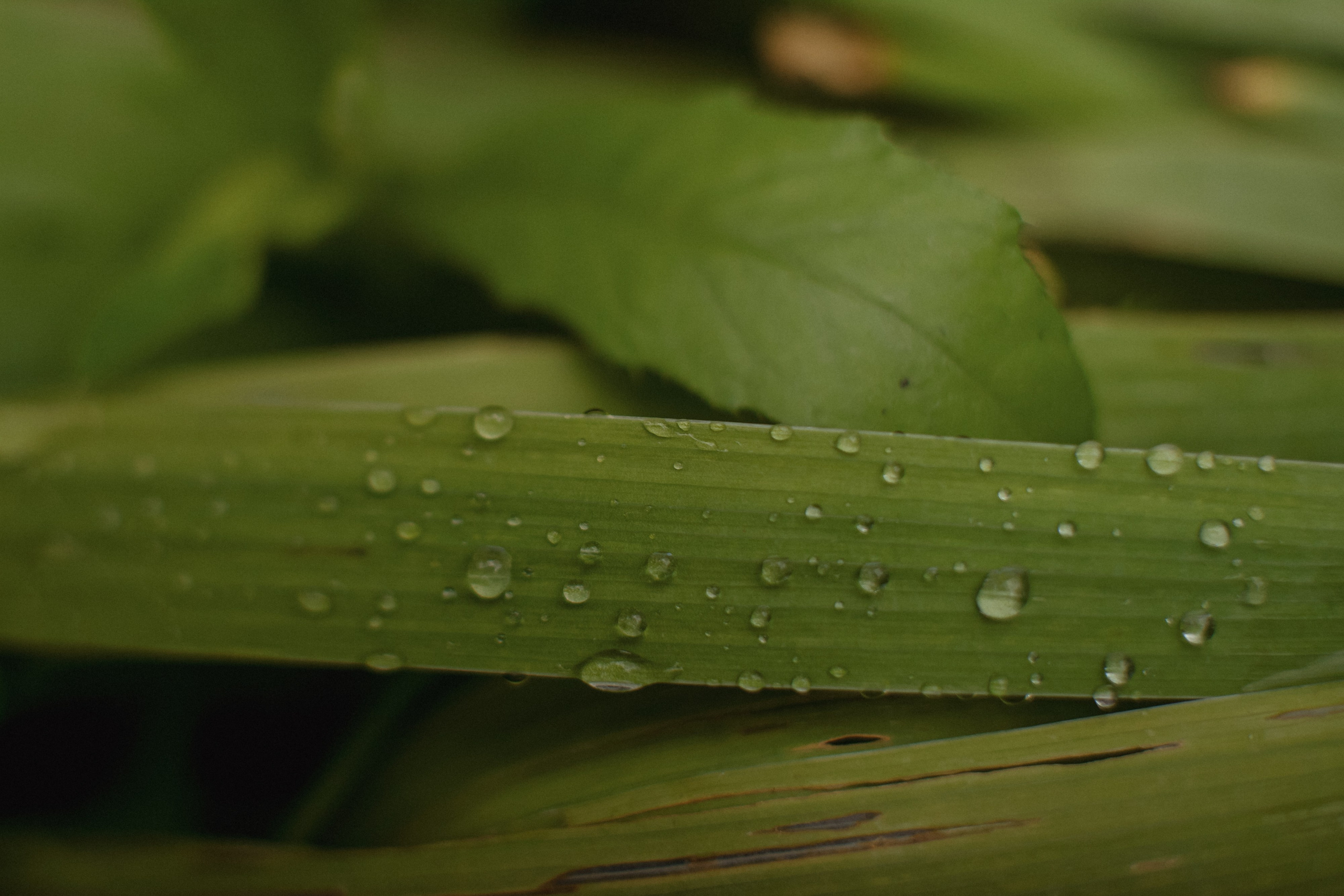 Wedding day Тимофей & Татьяна. Свадебный фотограф Колесников Антон