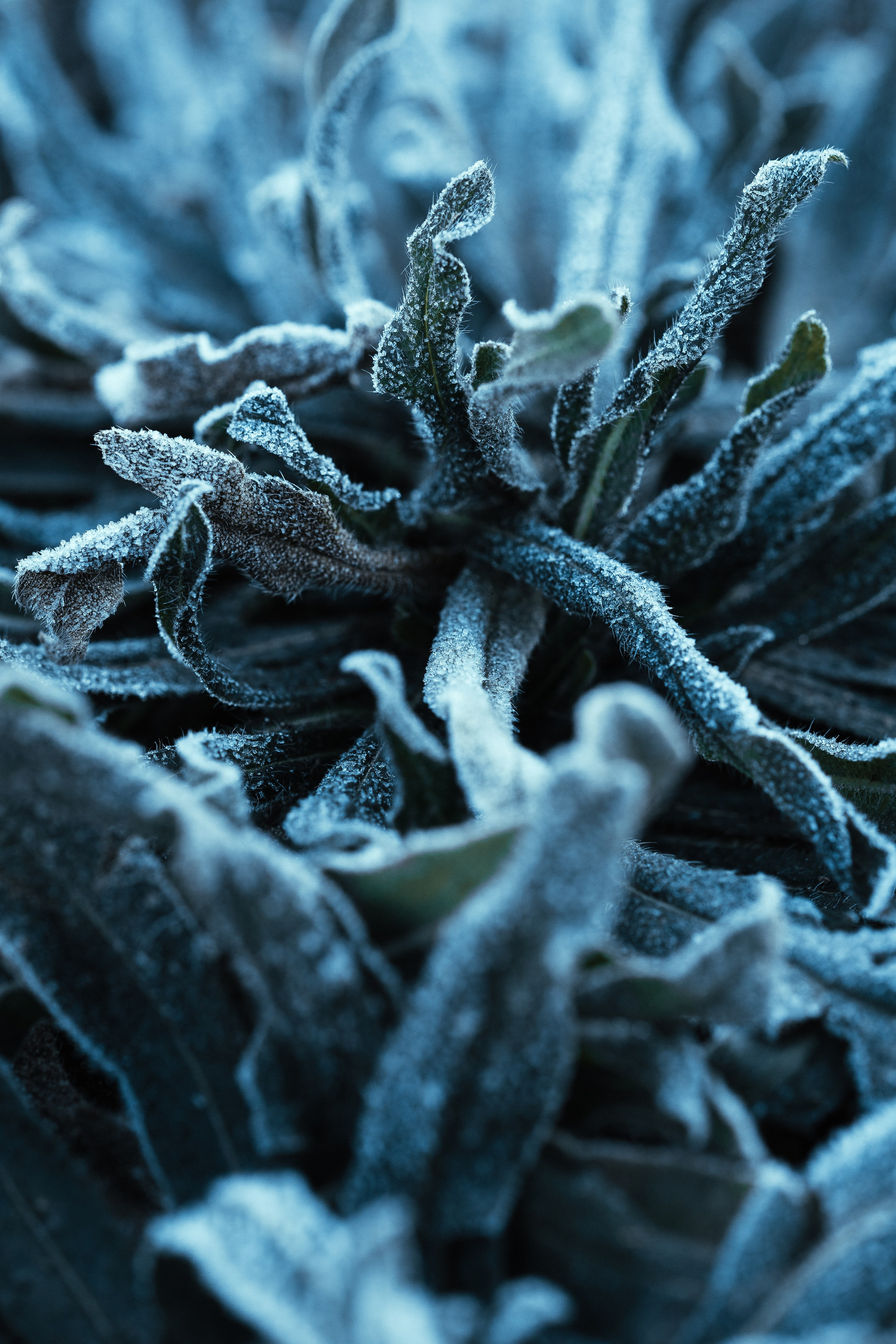 Frozen Nature. Oleg Kozachok — Photographer with Protanopia | Portraits, Texture & Light