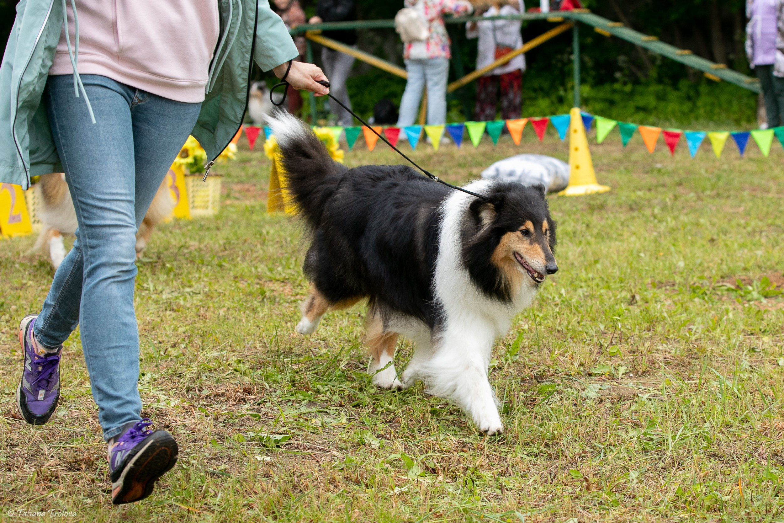 Фотосопровождение выставки собак в Московской области и Москве. Фотограф-анималист в Москве и Московской области Татьяна Фролова