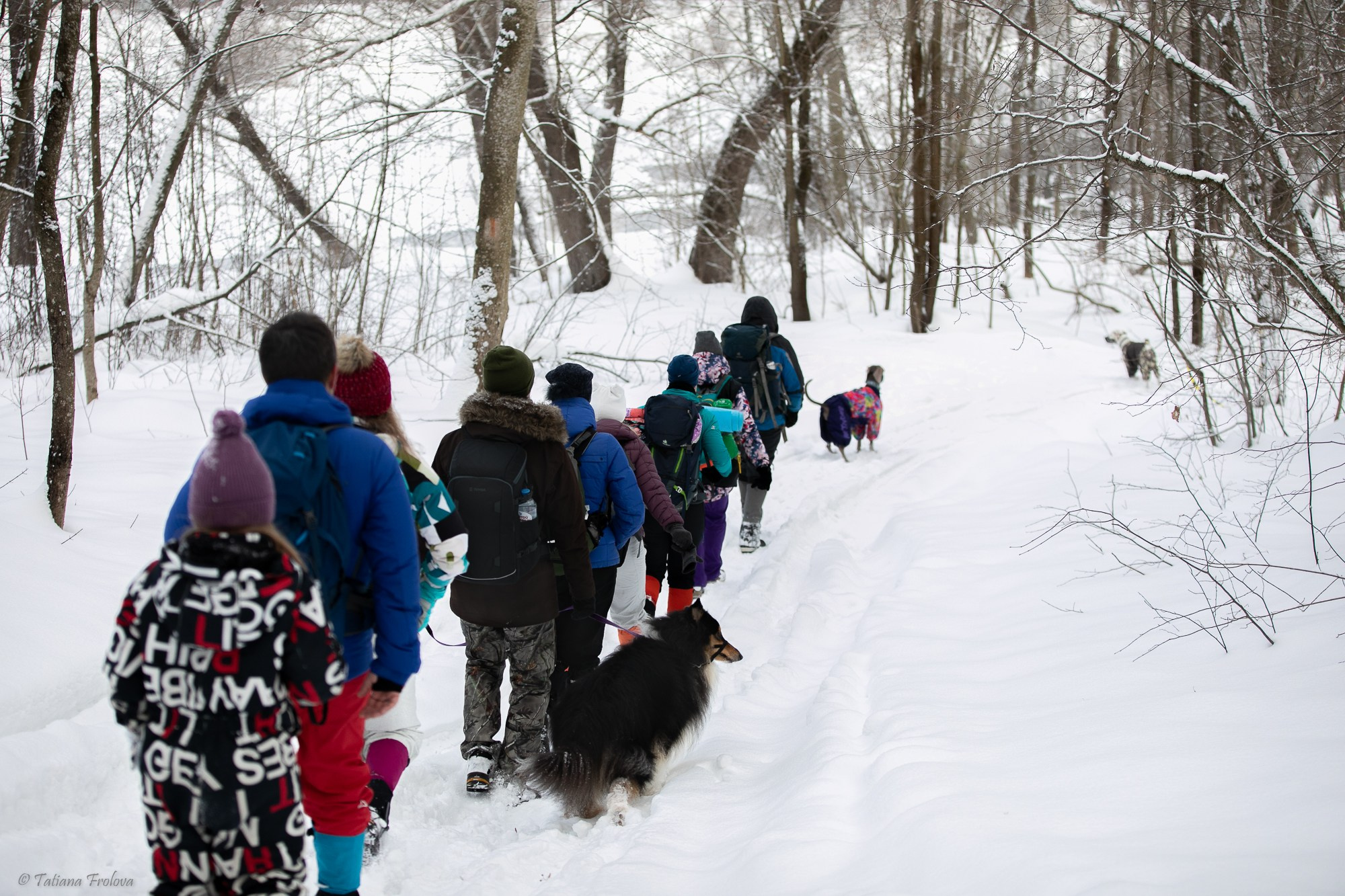 Фотосъемка похода с собаками в Московской области. Фотограф-анималист в Москве и Московской области Татьяна Фролова