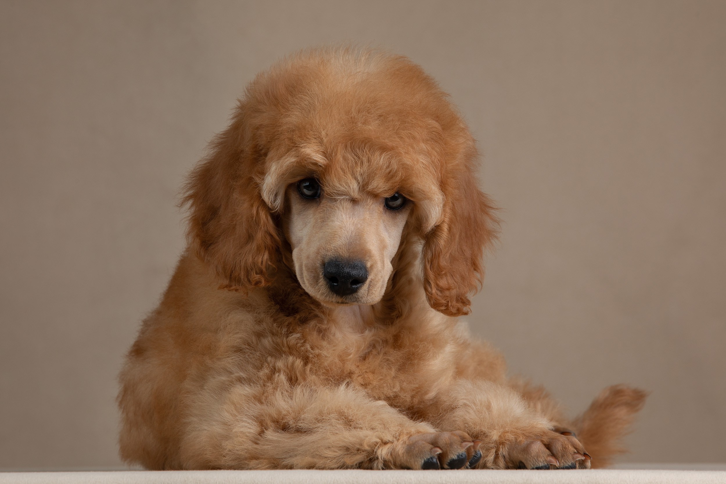Фотосессия для щенков пуделя с выездом в Щербинку. Фотограф-анималист в Москве и Московской области Татьяна Фролова