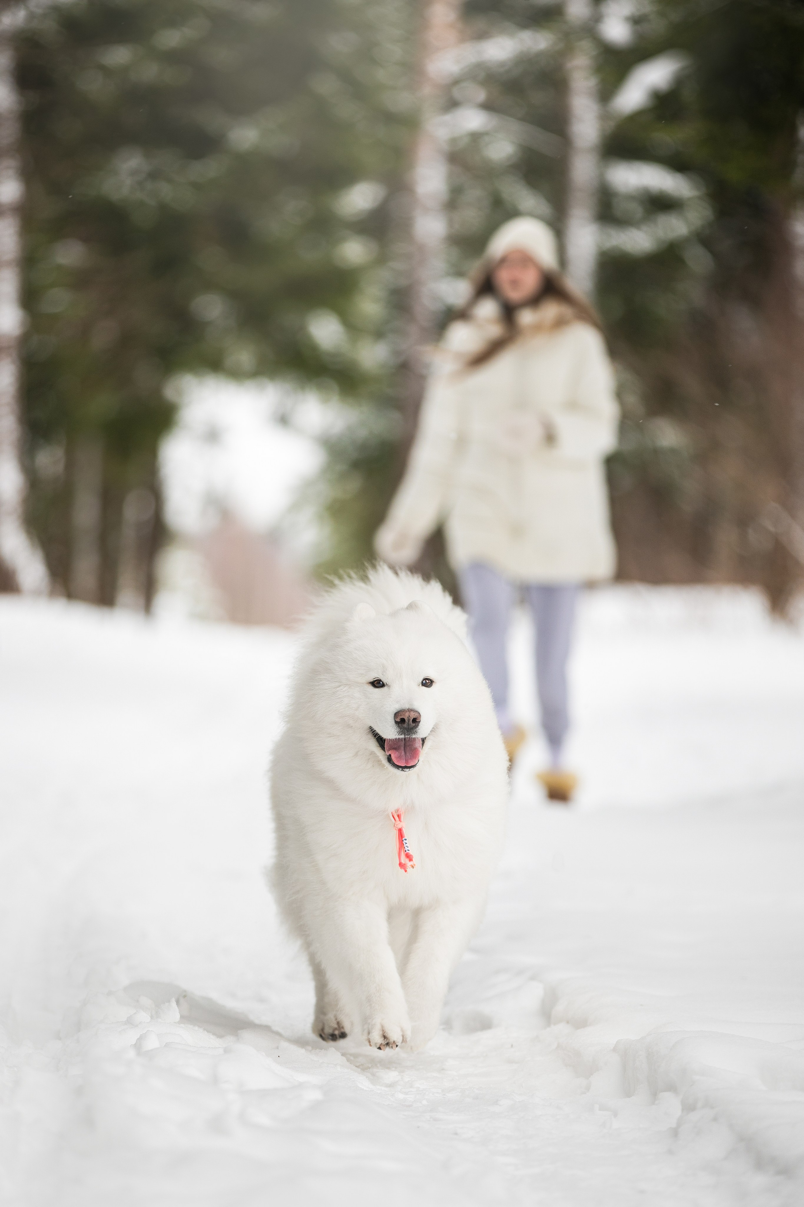 Валя, Варя и Лада. Фотограф анималист в Москве Майорова Евгения